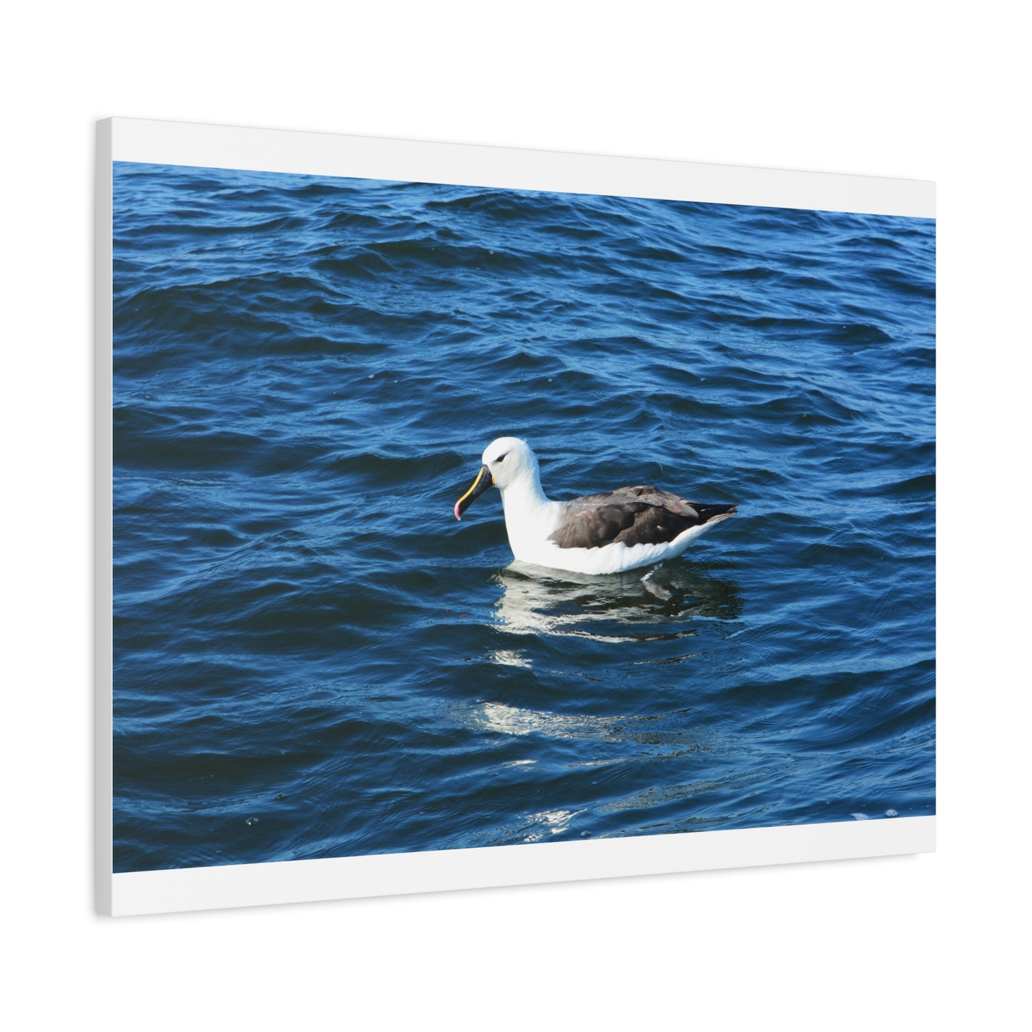Albatross Canvas Print Sea Bird
