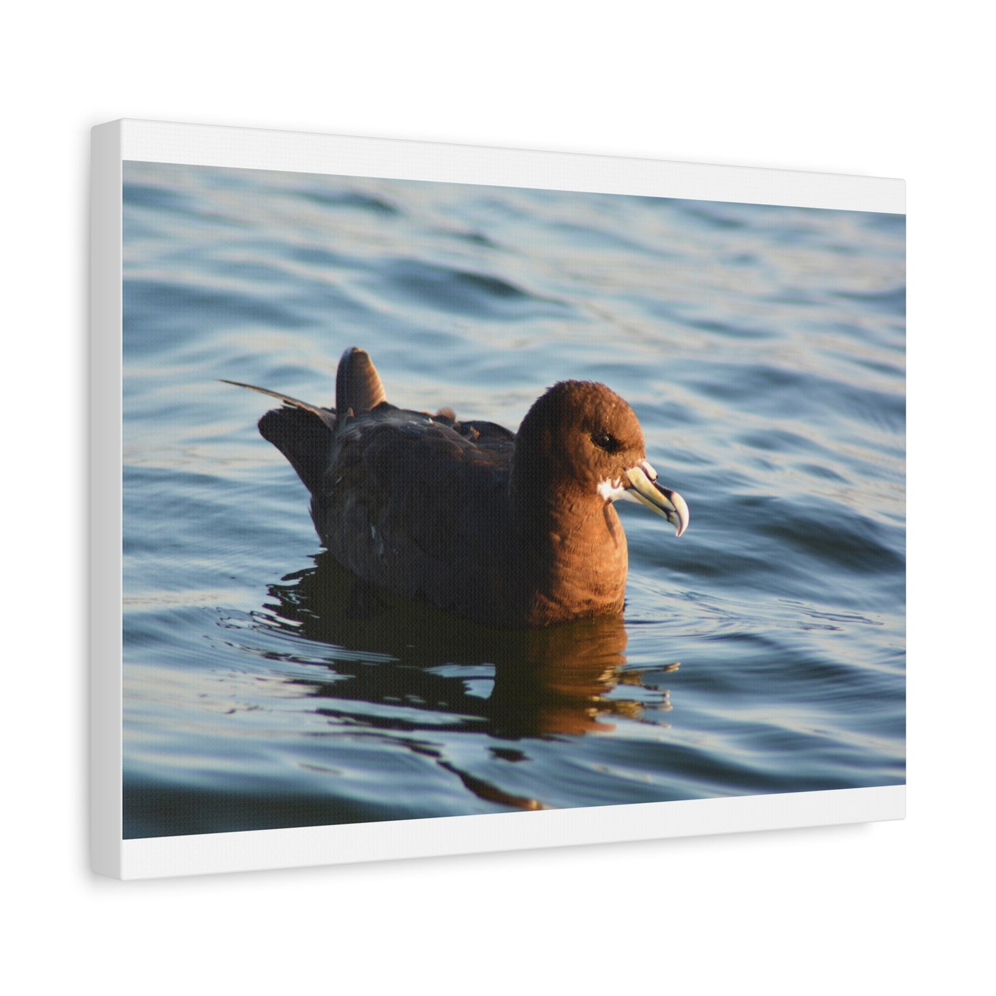 Bird Art Wall Decor, Coastal Wall Art, Ocean Decor, Nature Photography, Sea Bird Print