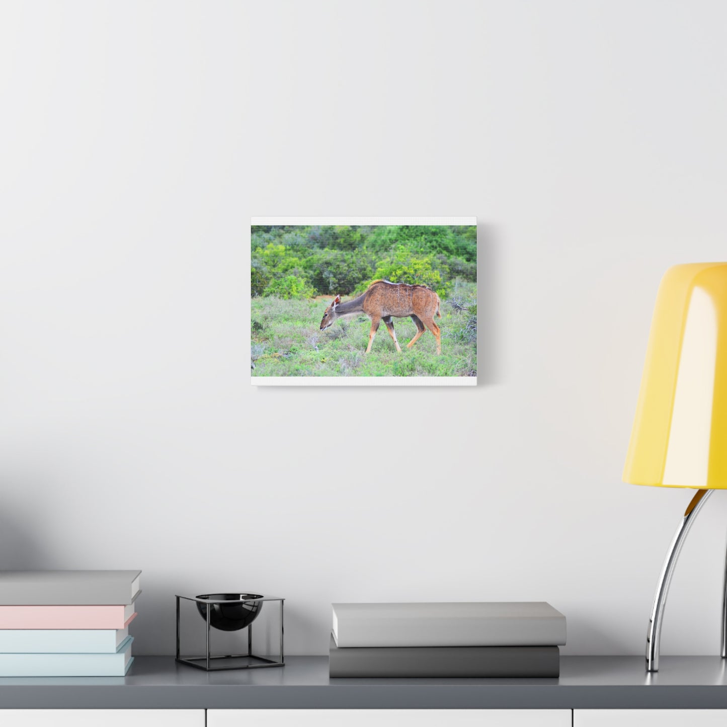 Africa Kudu Cow - Canvas Print