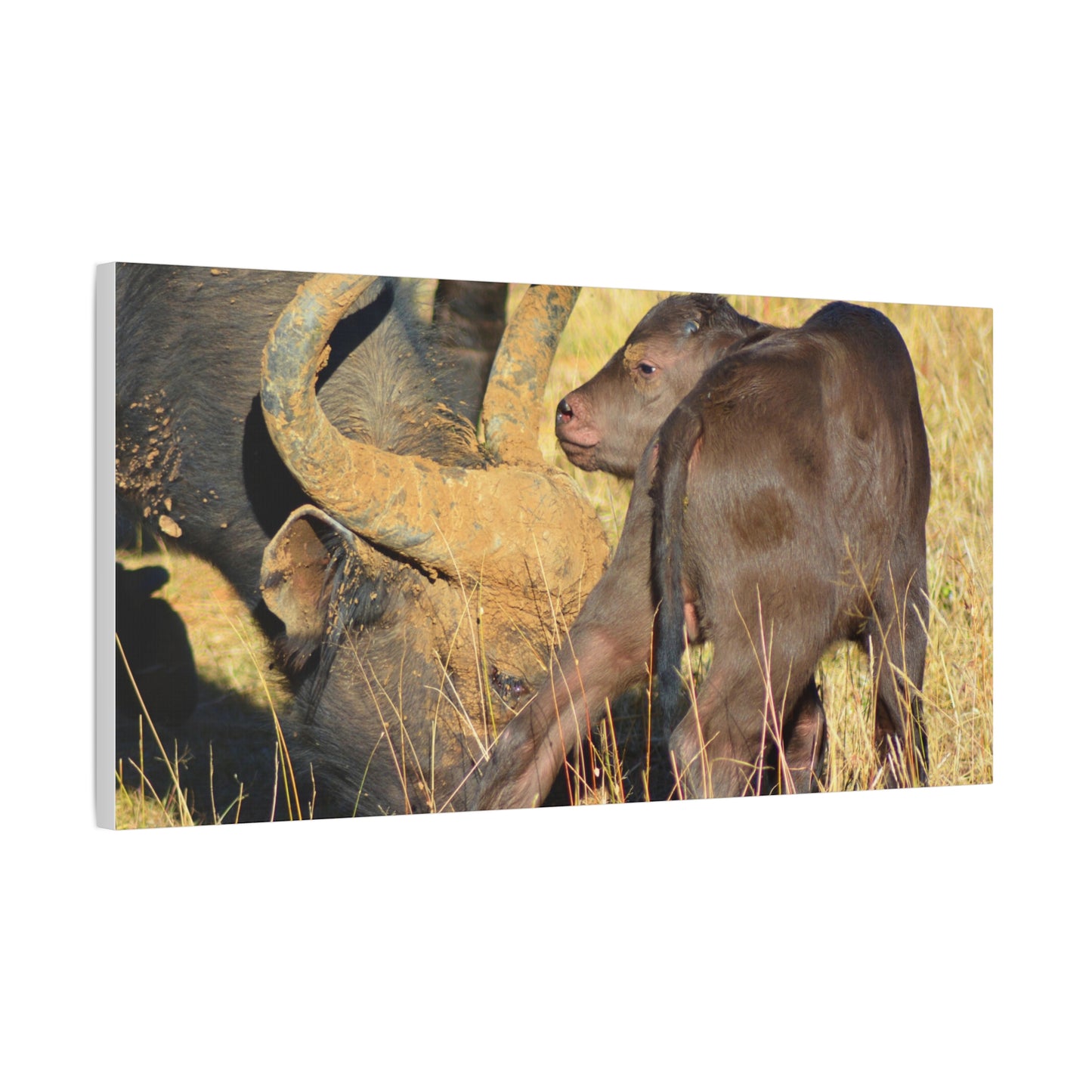 Cape Buffalo Tends to Calf