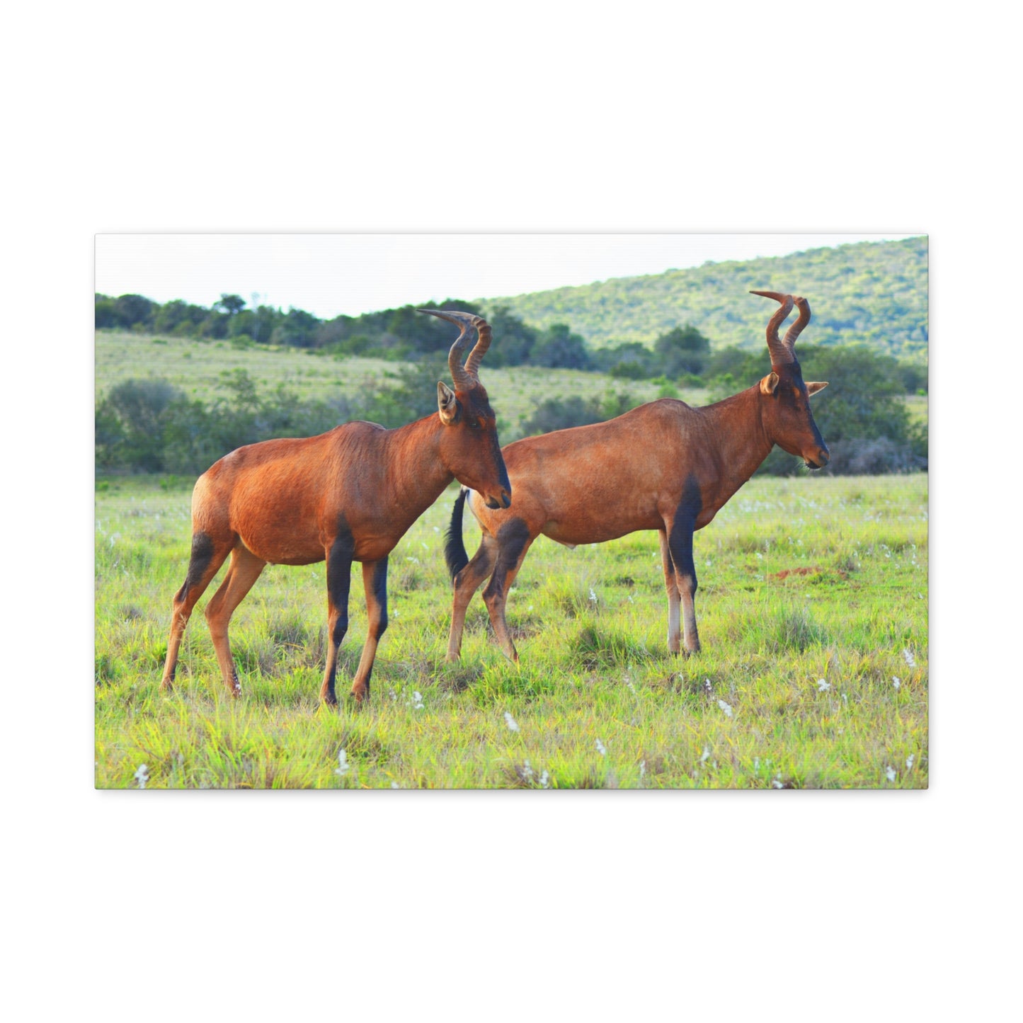African Red Hartebeest - Canvas Print