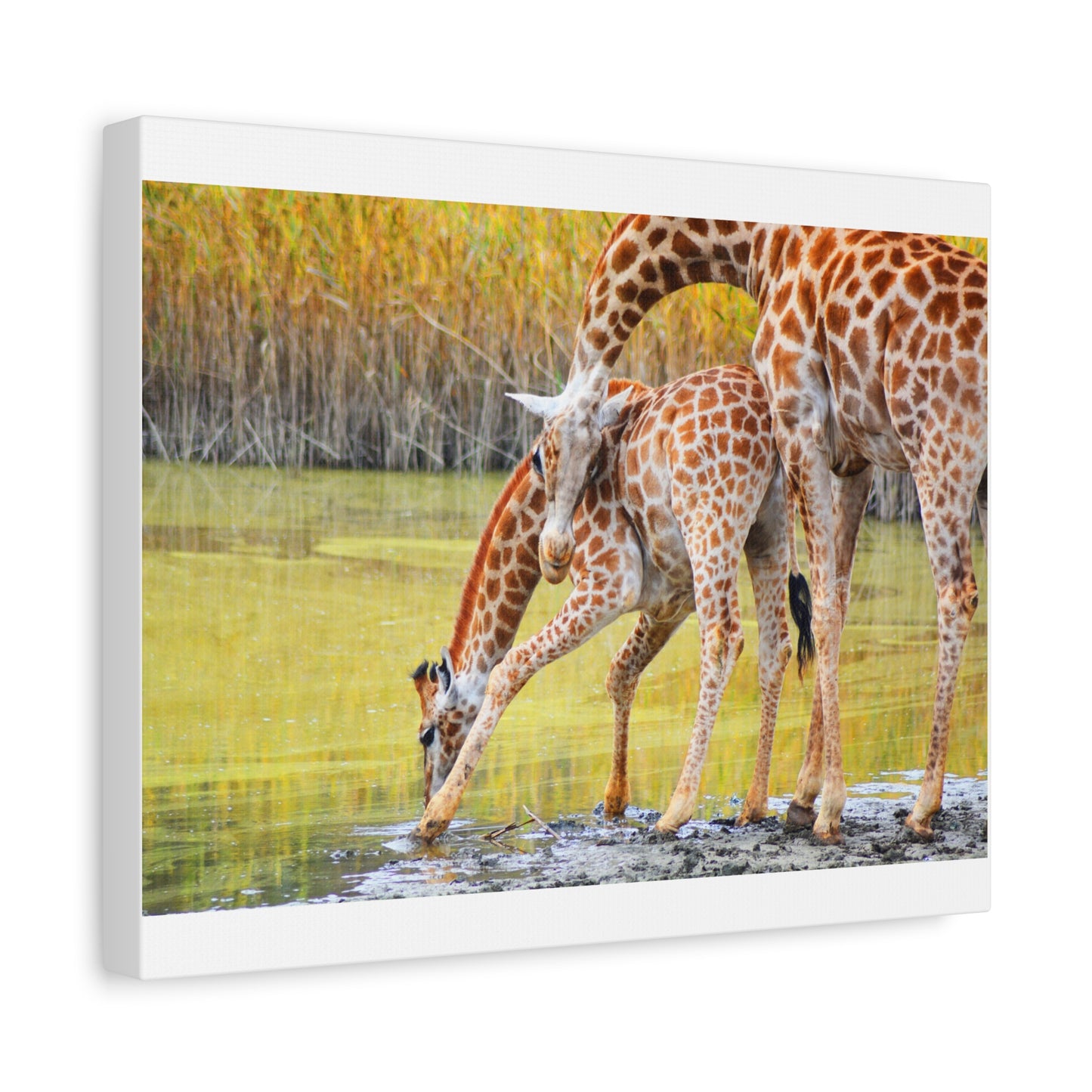 Giraffe Family Matte Canvas Wall Art, Nature Decor, Wildlife Print, Animal Lovers Gift, Nursery Decoration