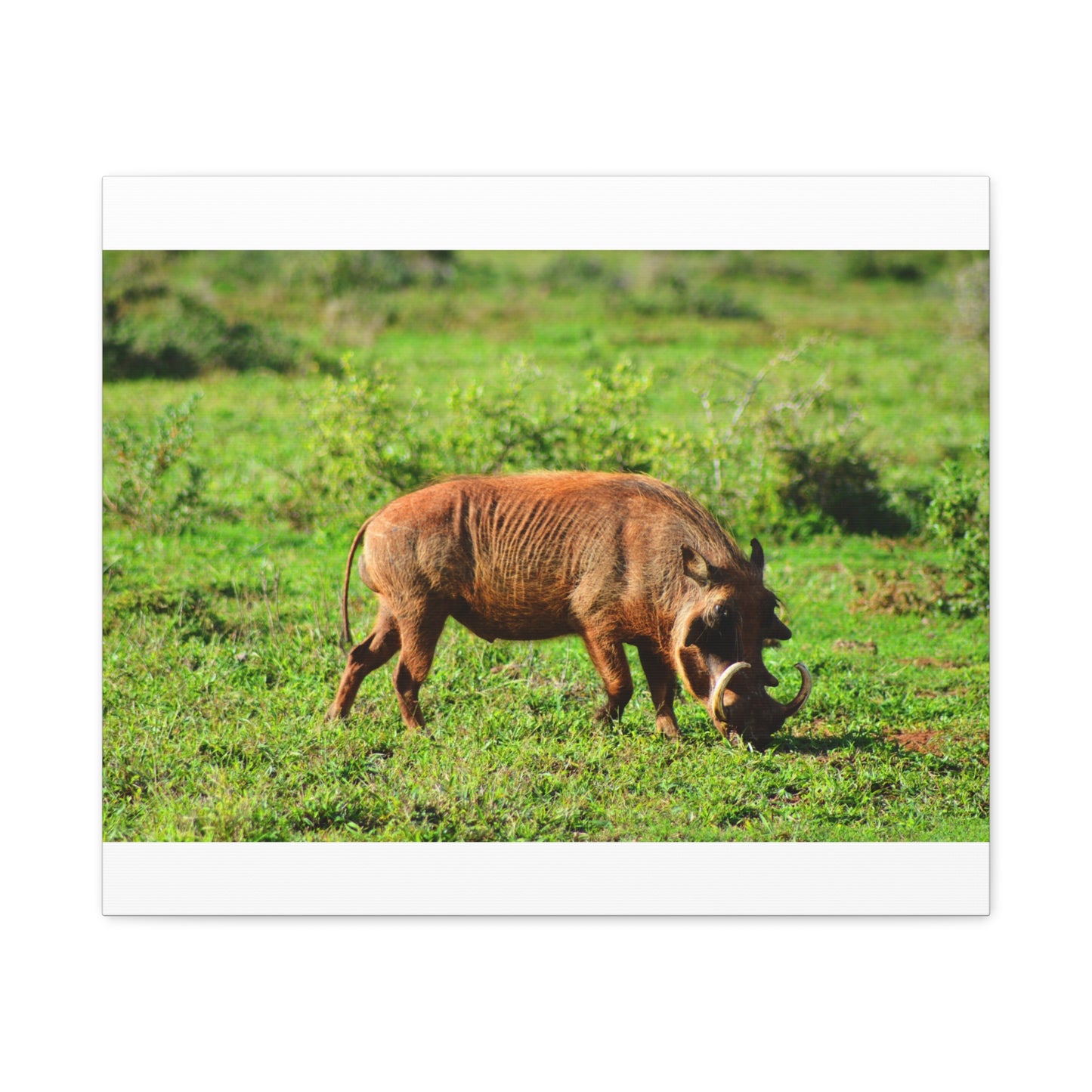 African Warthog - Canvas Print