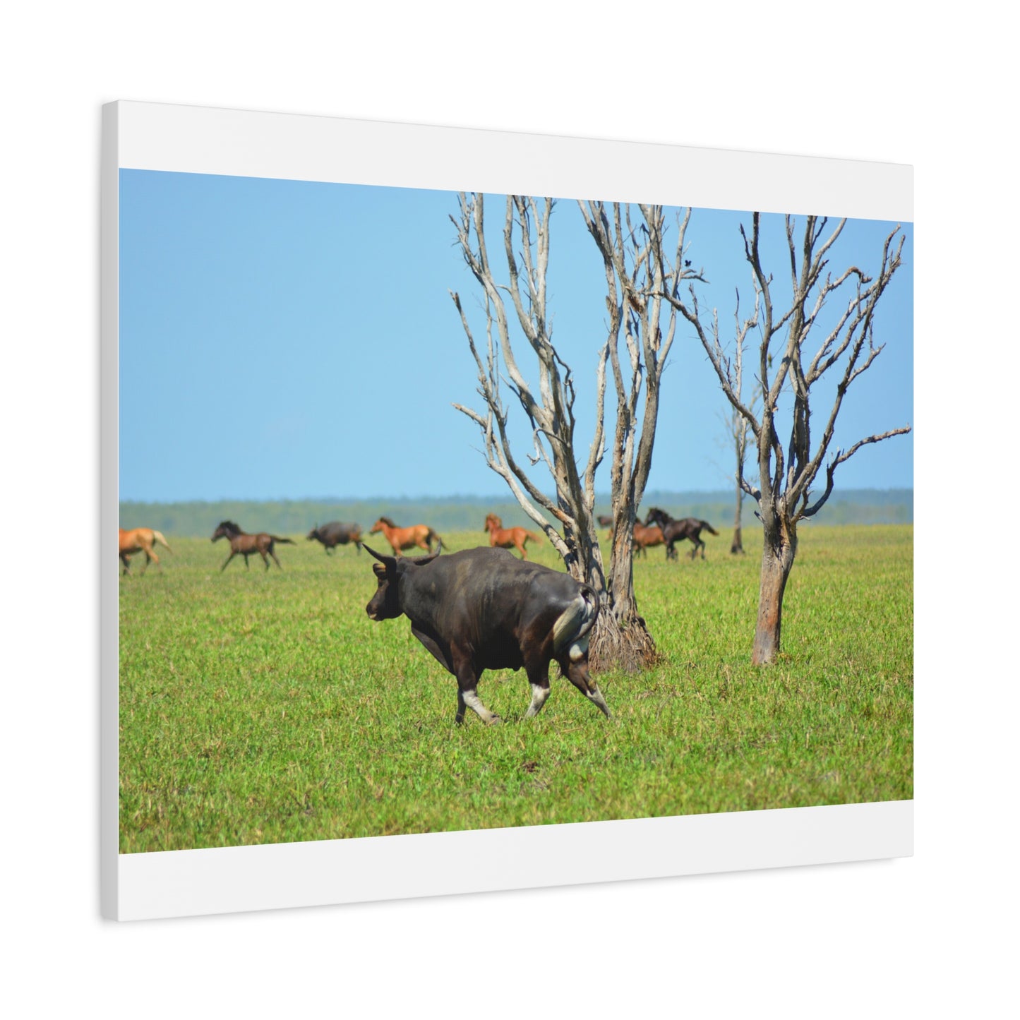 Australia Banteng - Canvas Print