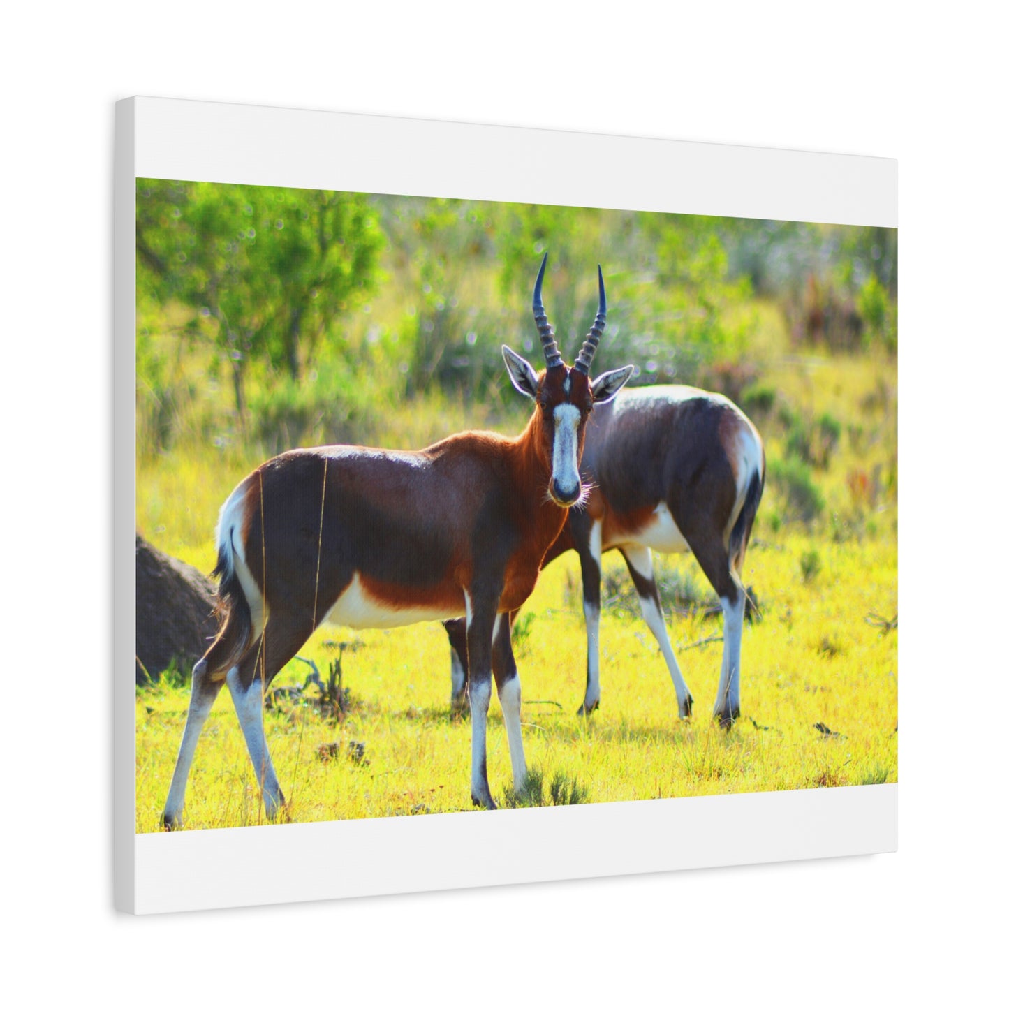 Blesbok in Africa - Canvas Print
