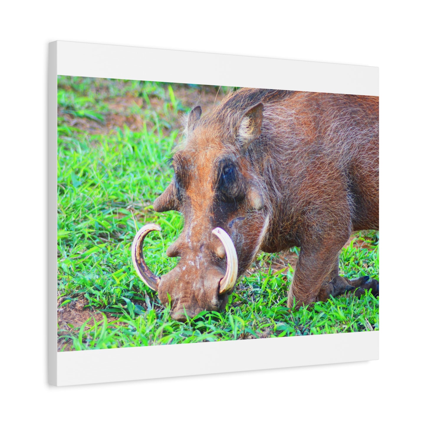 African Warthog Eating - Canvas Print