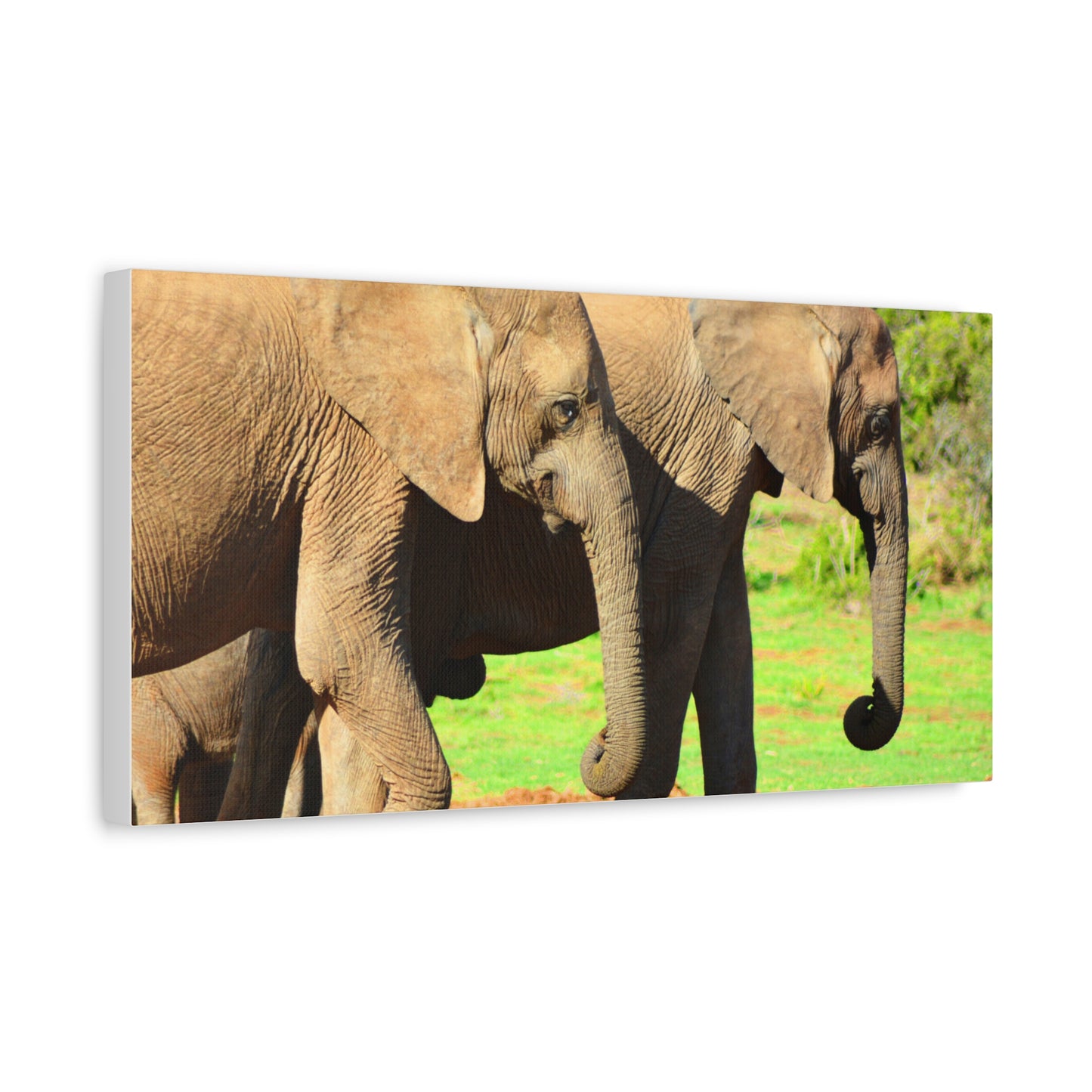African Elephants - Canvas Print