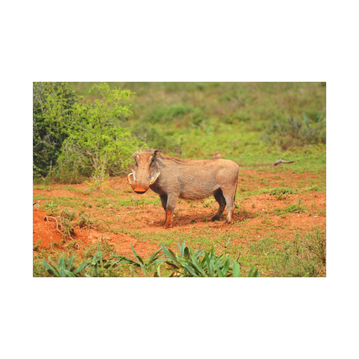 Dirty Warthog - Canvas Print