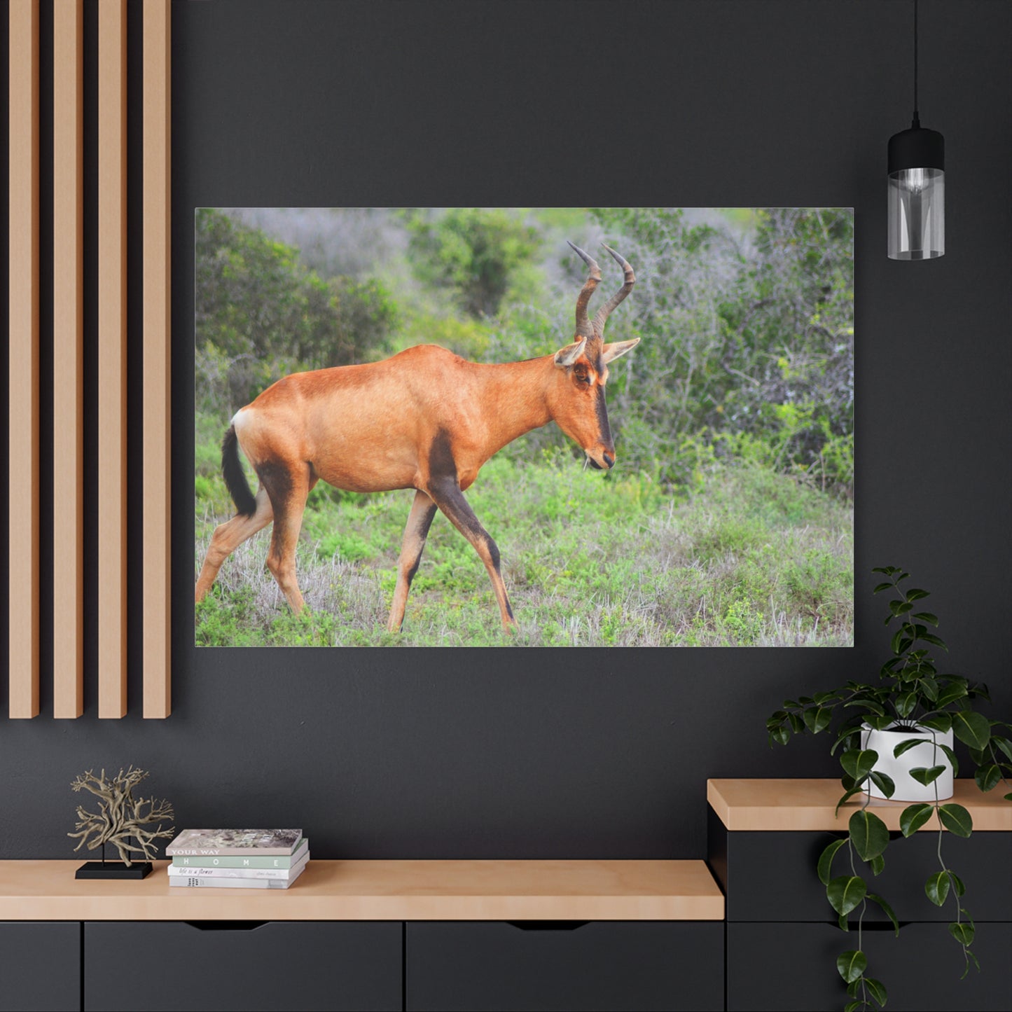Red Hartebeest - Canvas Print