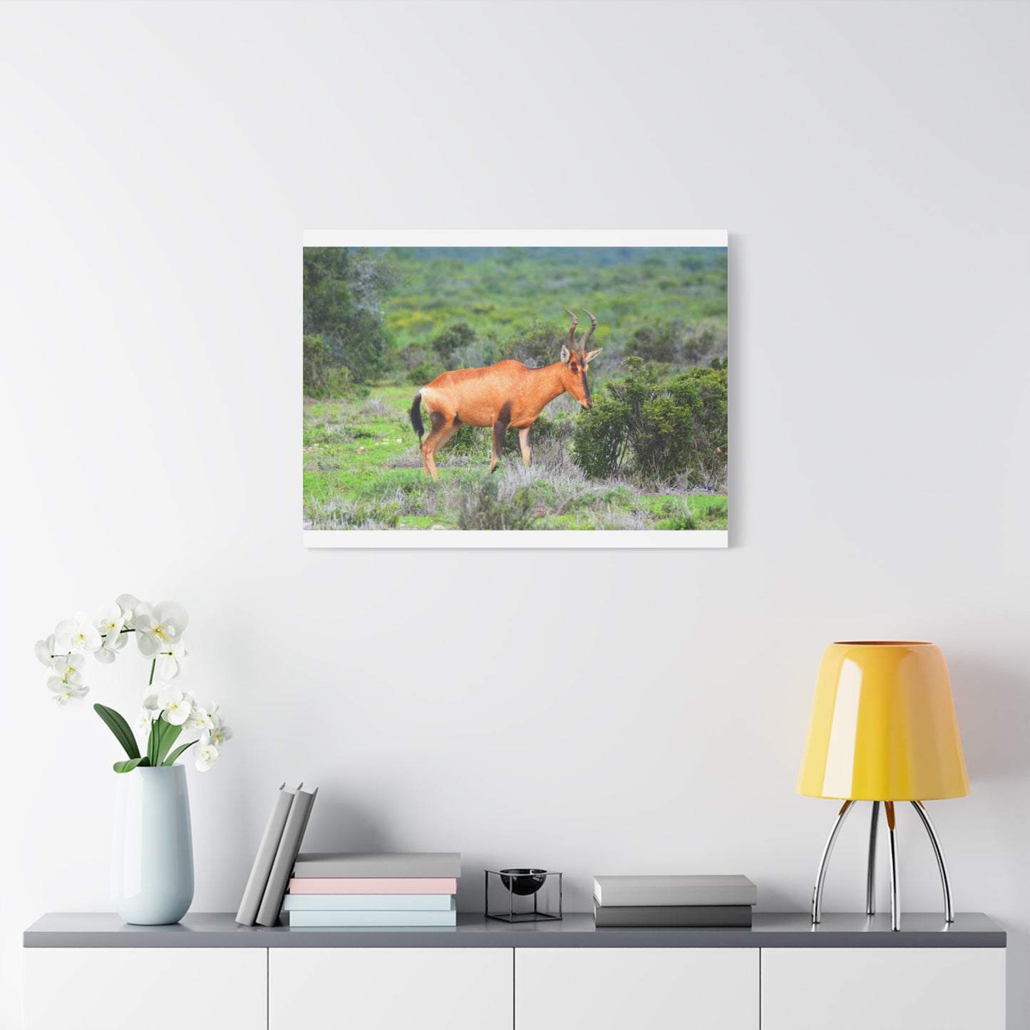 Africa Red Hartebeest - Canvas Print