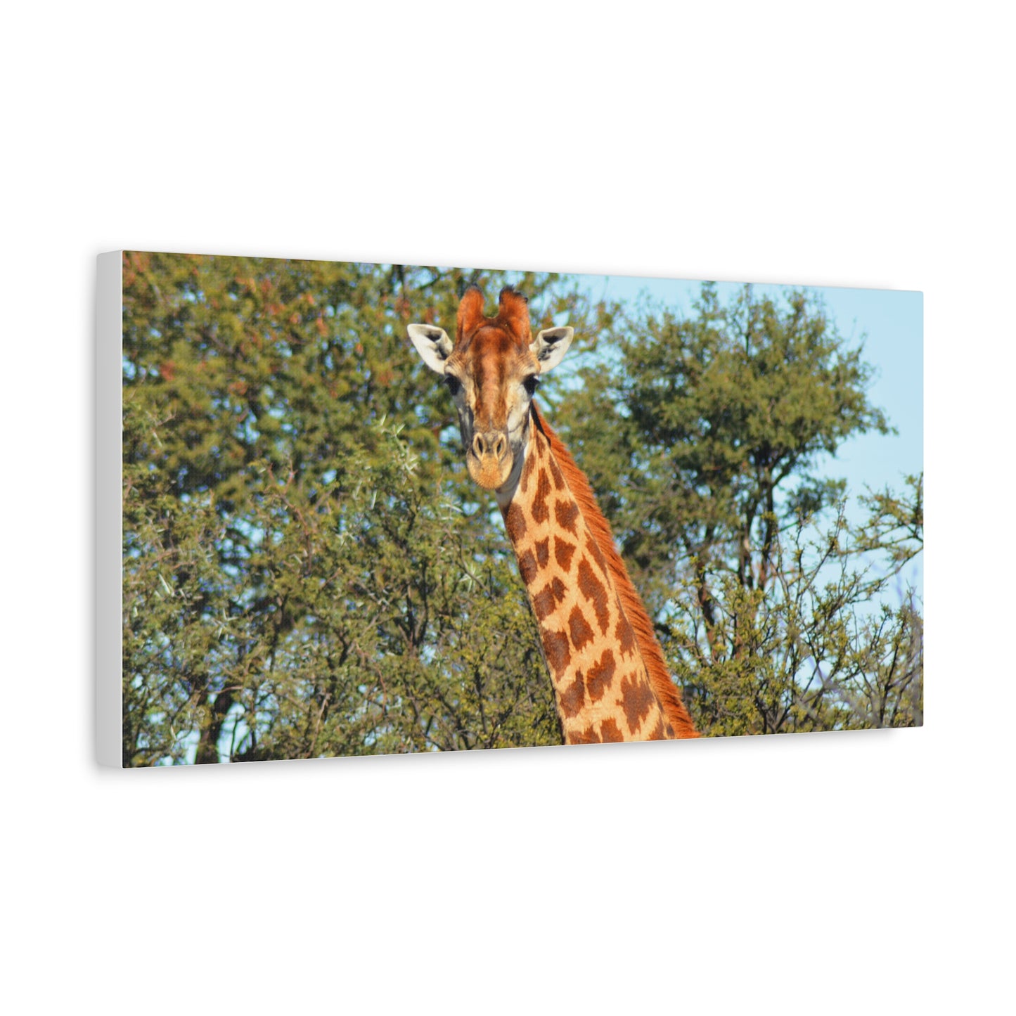 Elegant Giraffe Canvas