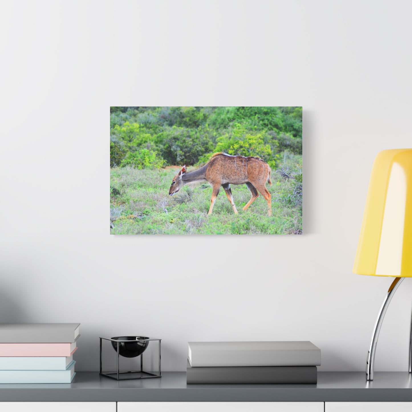 Africa Kudu Cow - Canvas Print