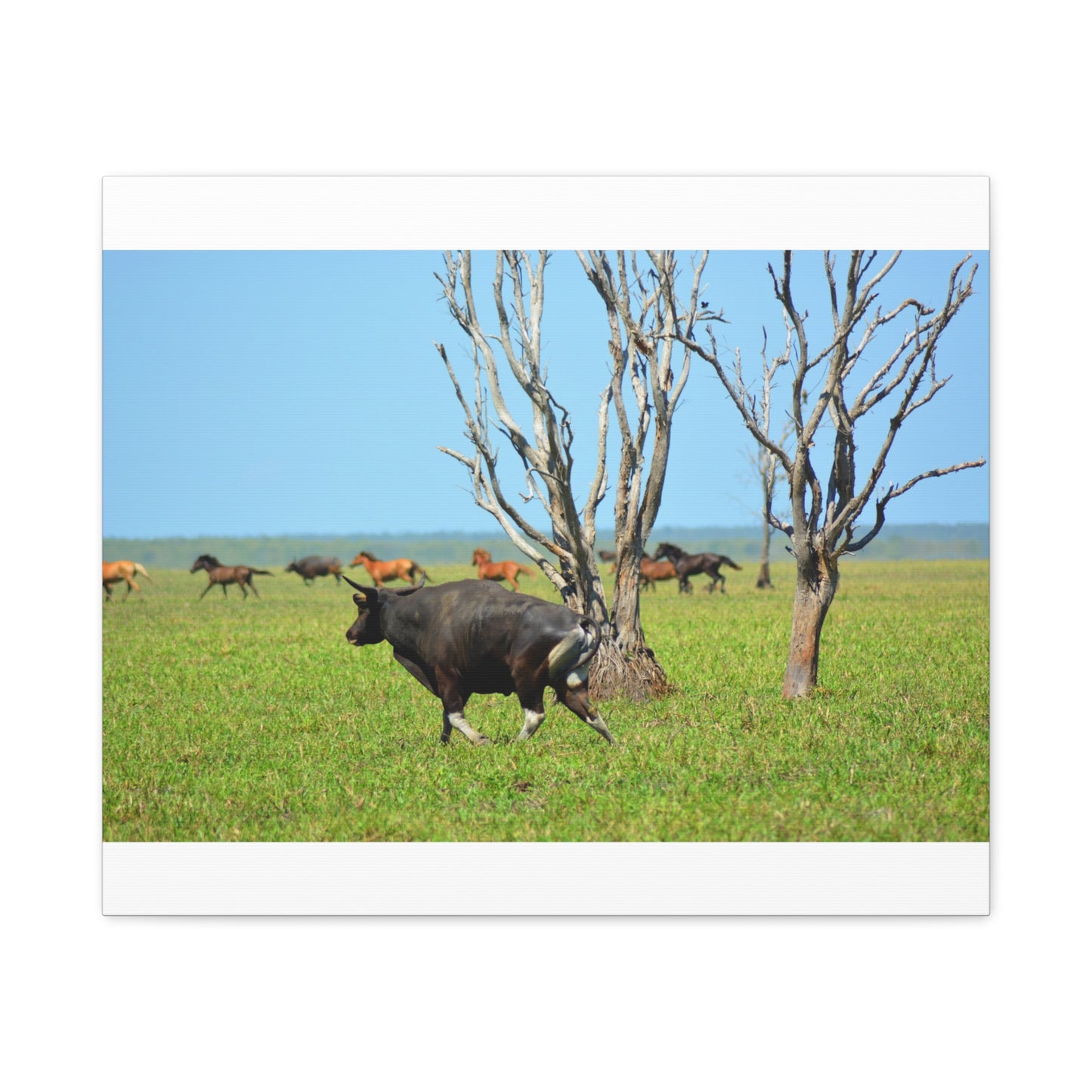 Australia Banteng - Canvas Print