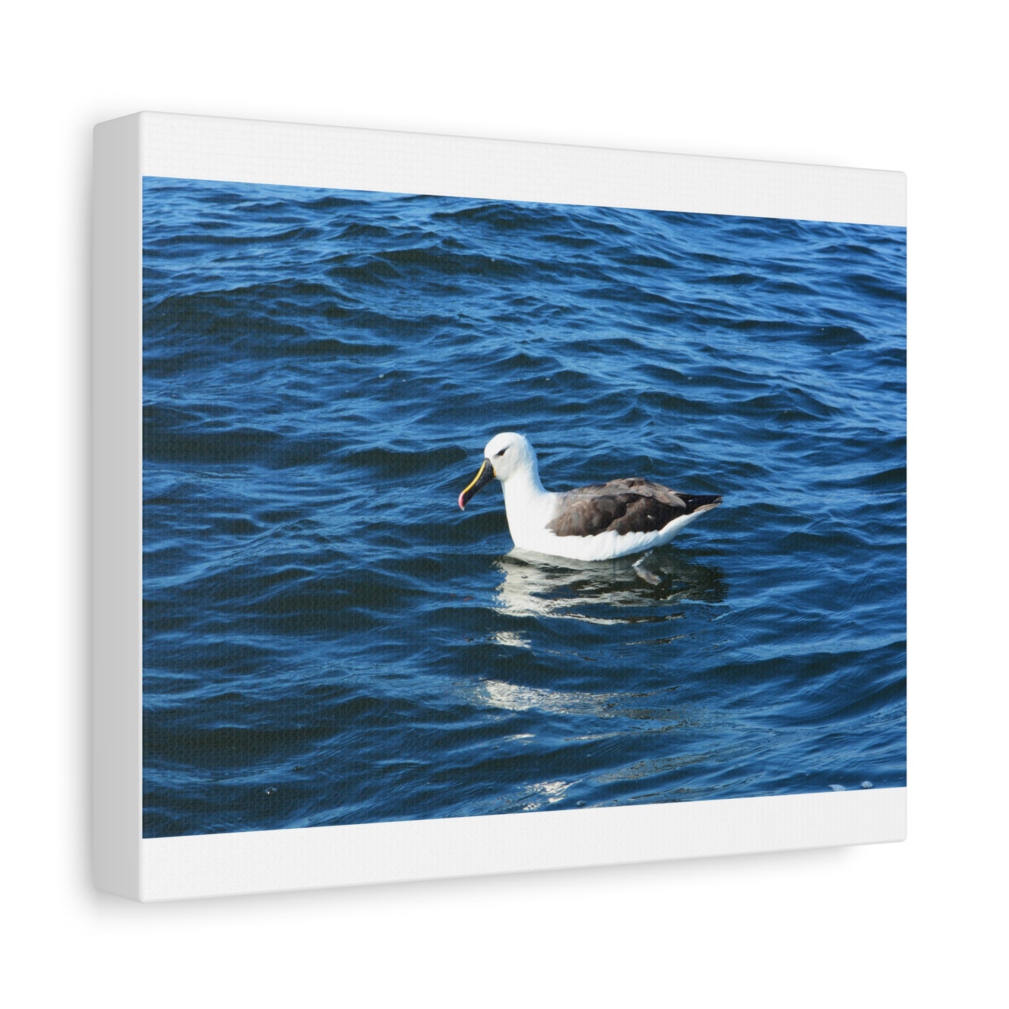 Albatross Canvas Print Sea Bird