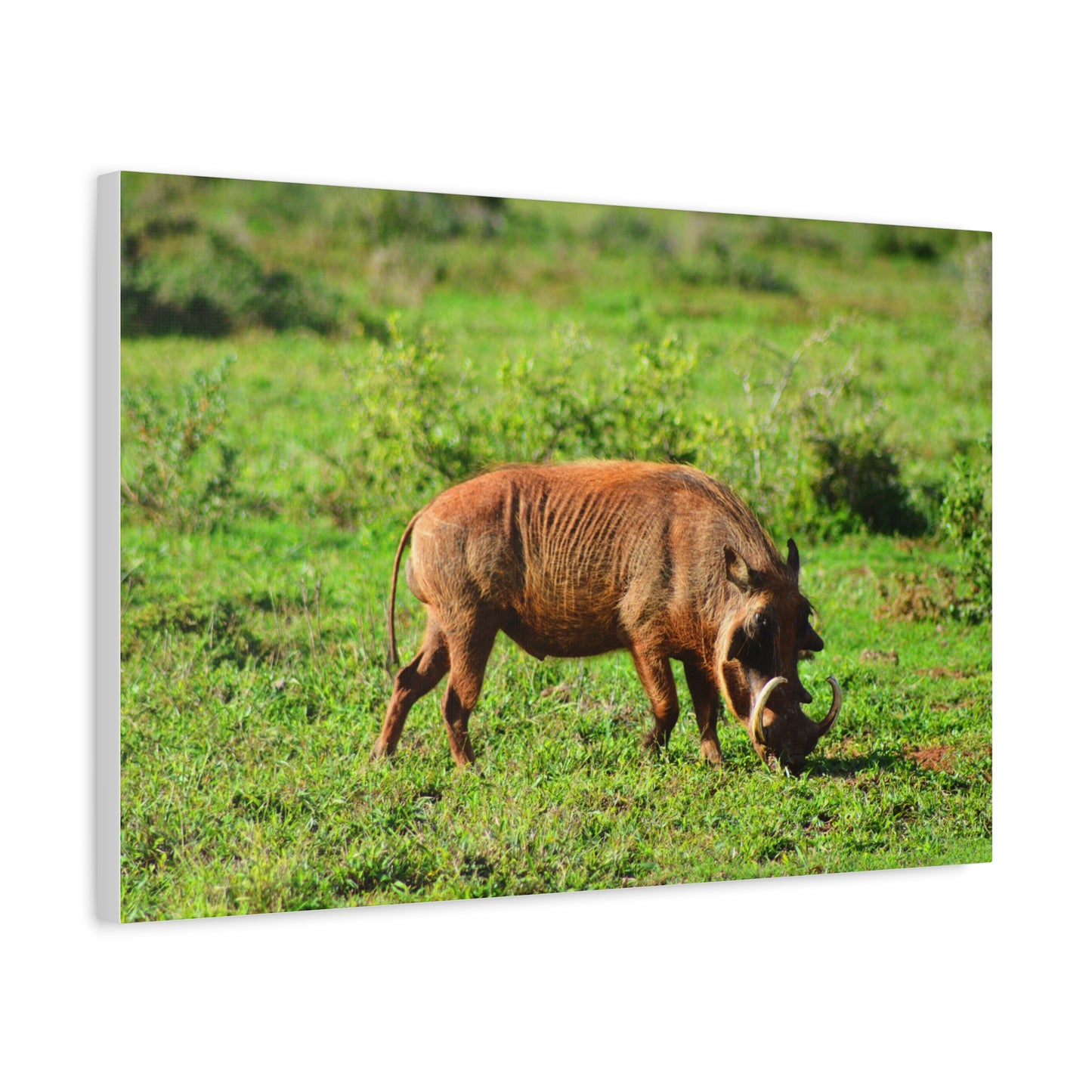 African Warthog - Canvas Print