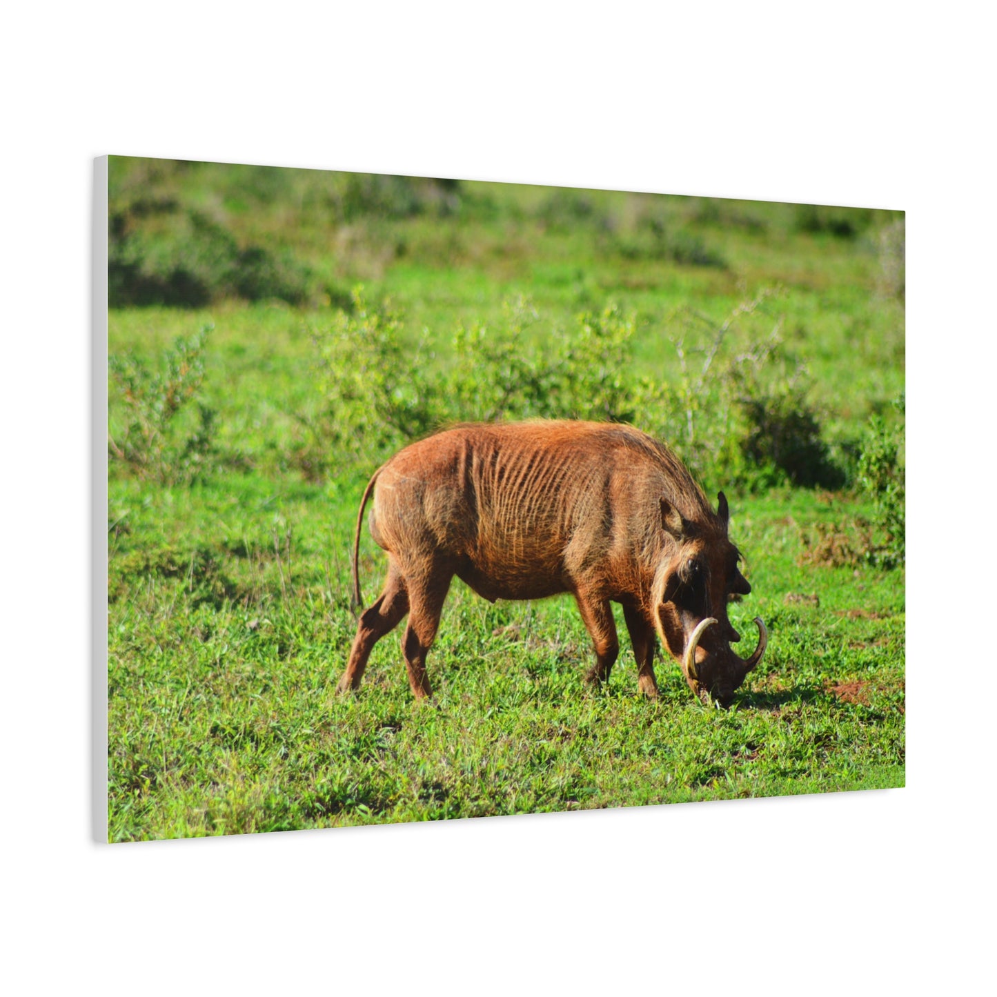 African Warthog - Canvas Print