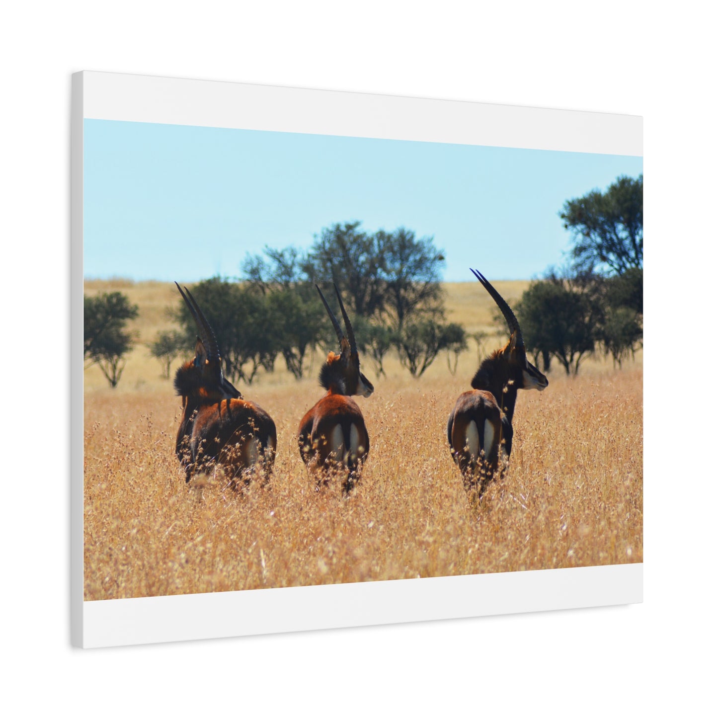 Sable Trio in Africa Canvas Print