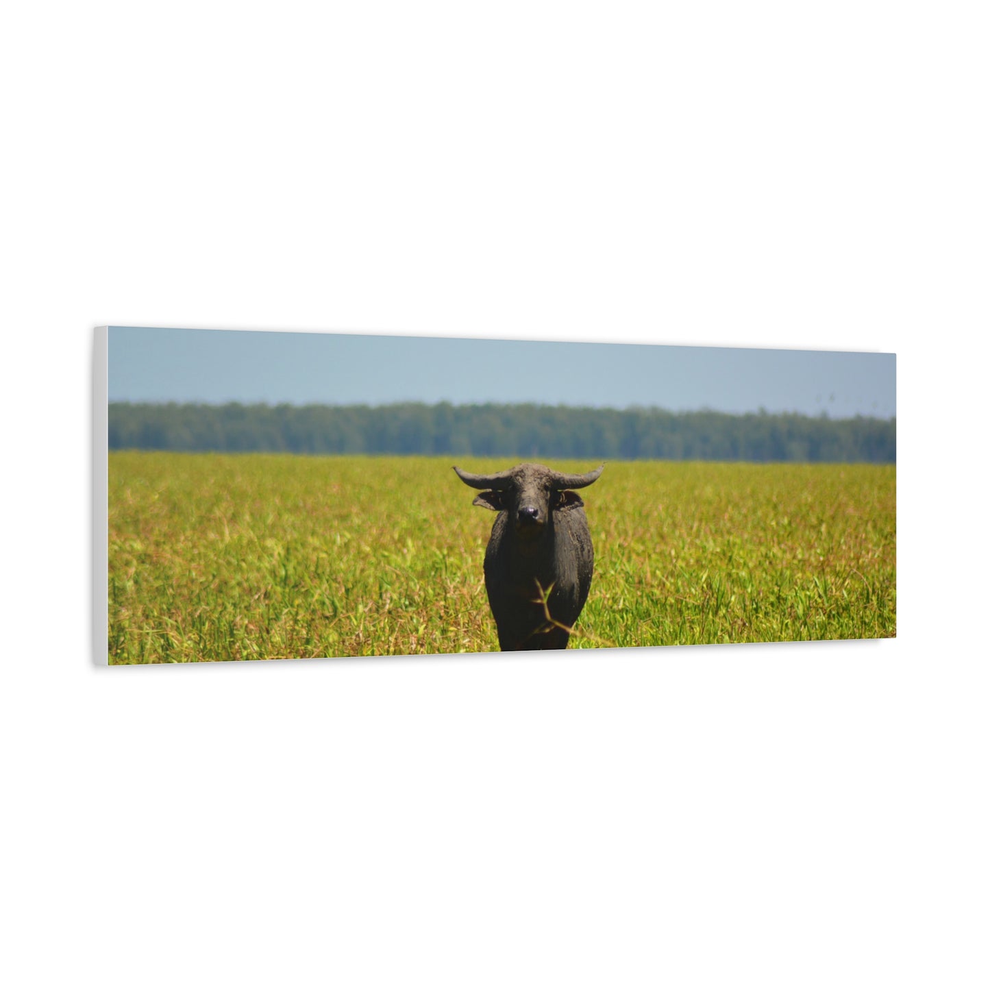 Asiatic Water Buffalo Australian Outback - Canvas Print