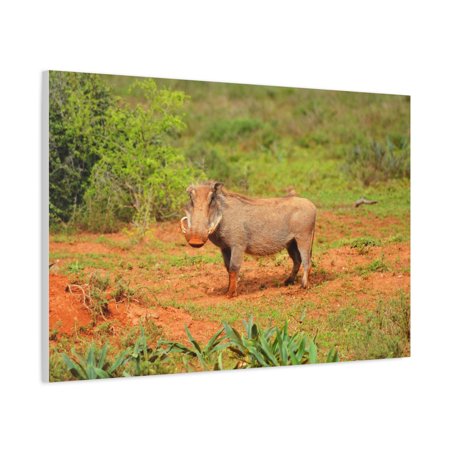 Dirty Warthog - Canvas Print