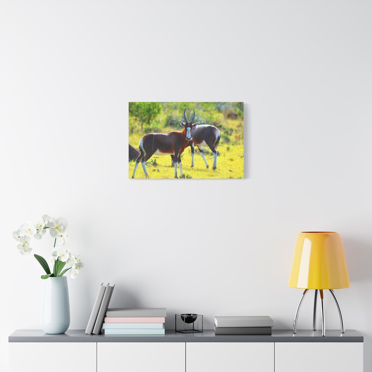 Blesbok in Africa - Canvas Print