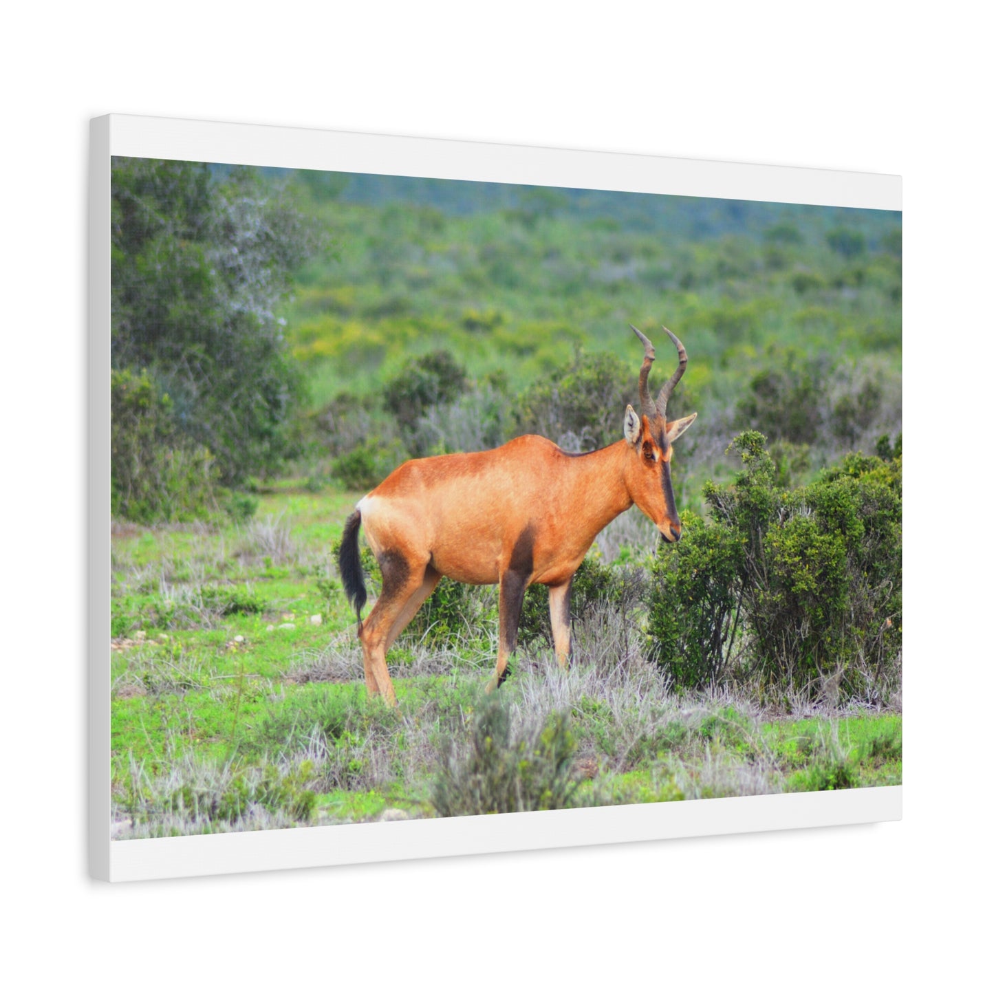Africa Red Hartebeest - Canvas Print