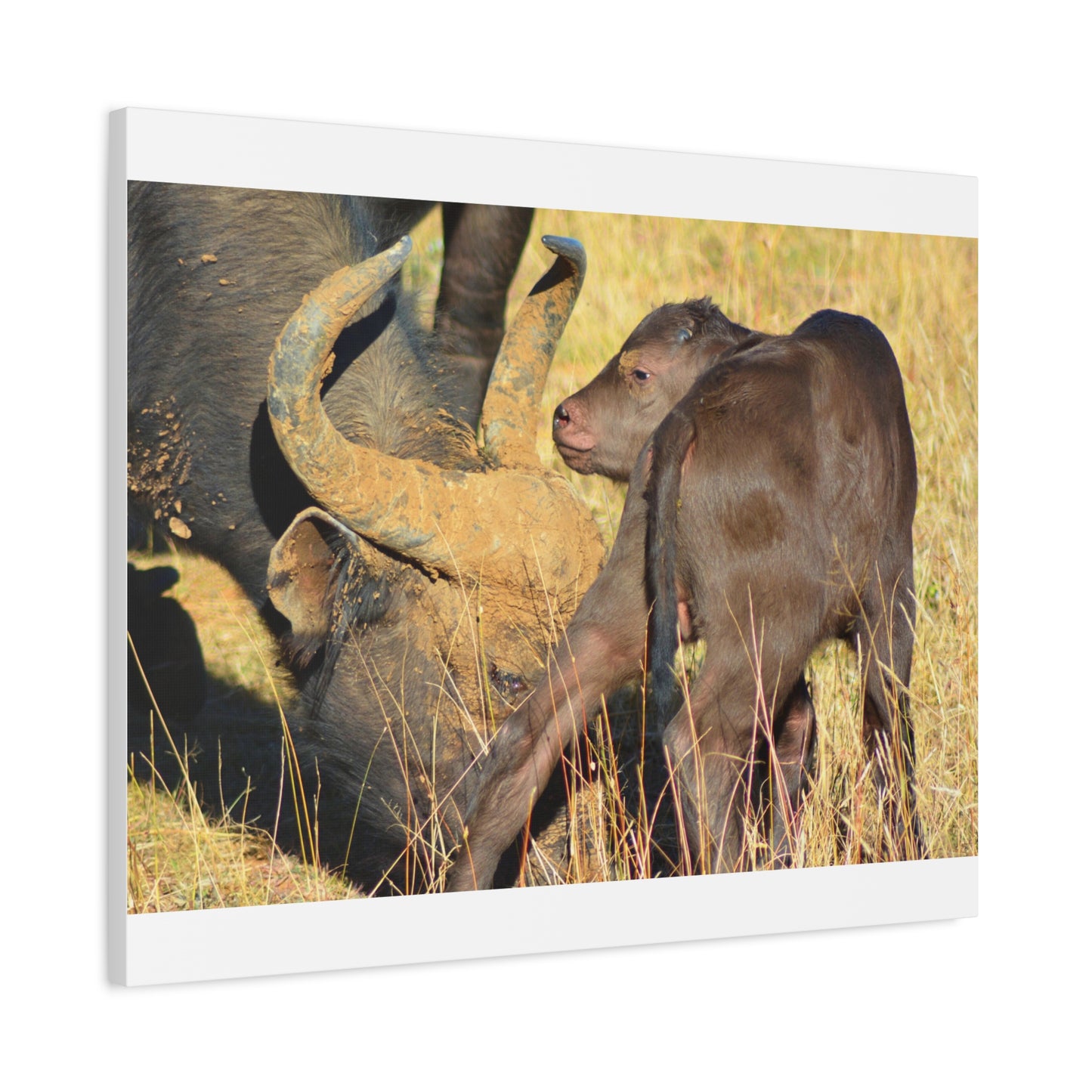 Cape Buffalo Tends to Calf