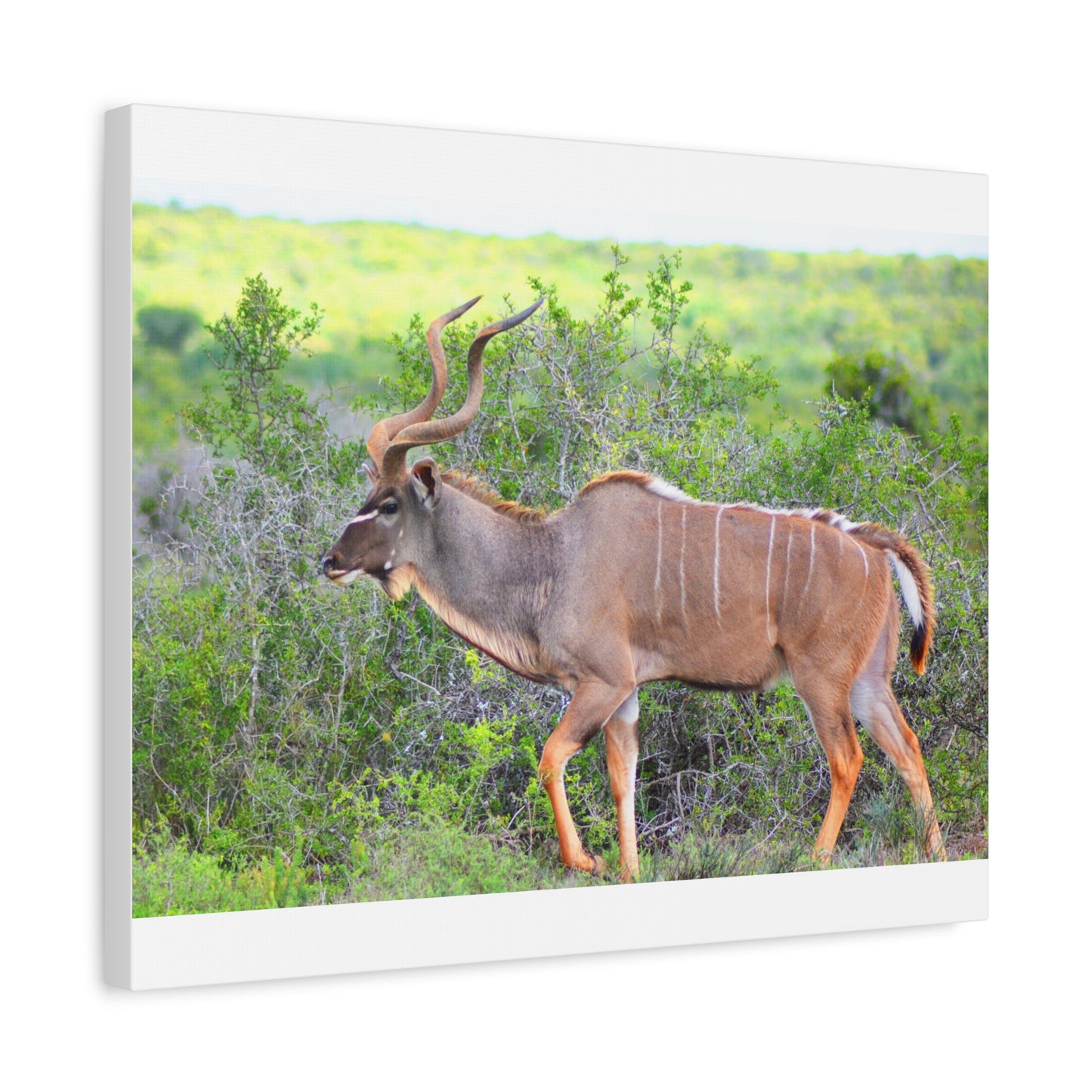 Africa Kudu Bull - Canvas Print