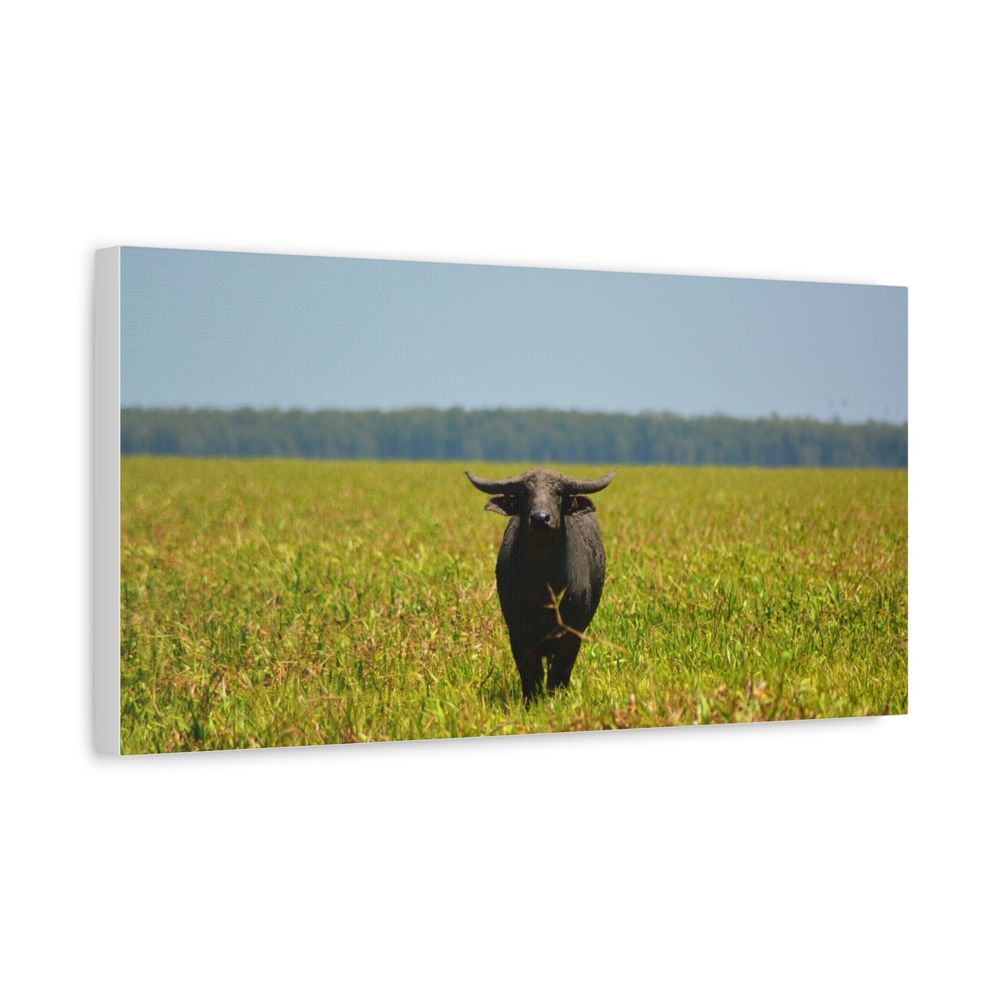 Asiatic Water Buffalo Australian Outback - Canvas Print