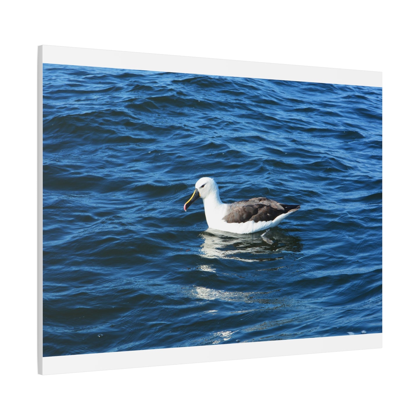 Albatross Canvas Print Sea Bird