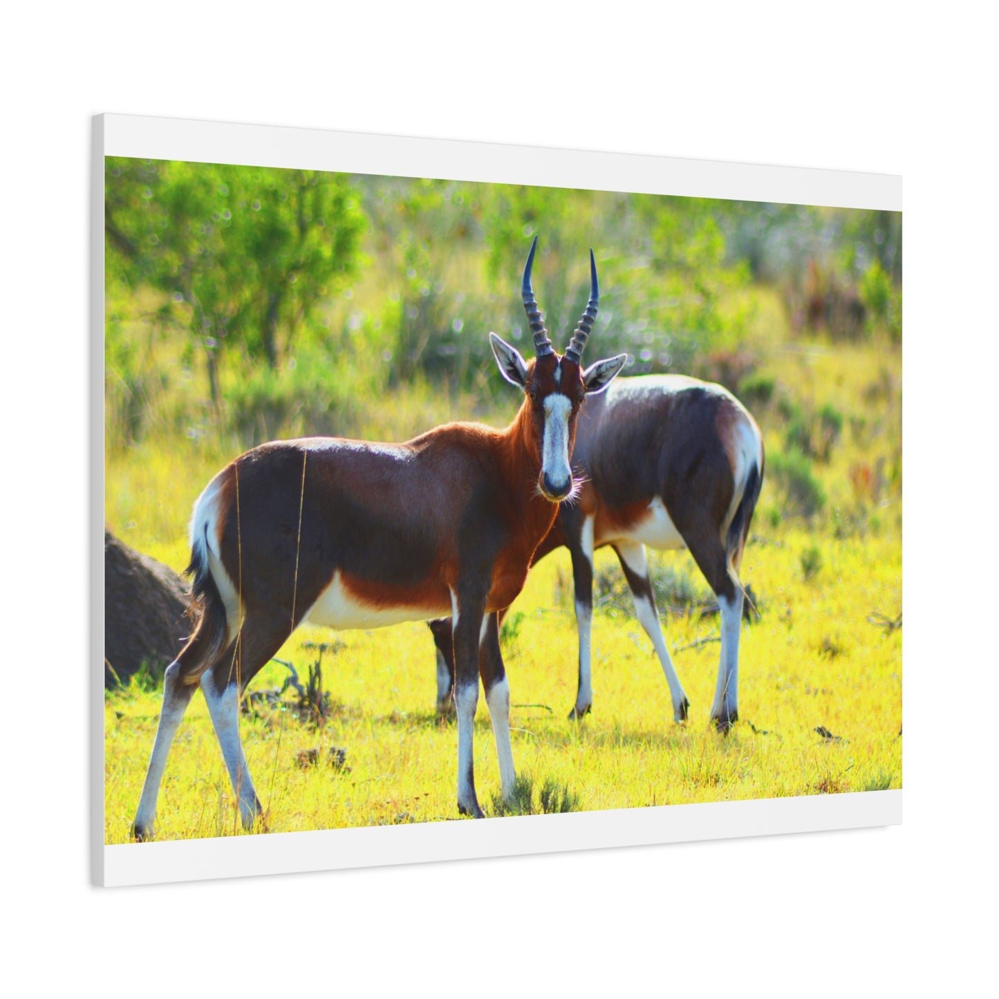 Blesbok in Africa - Canvas Print