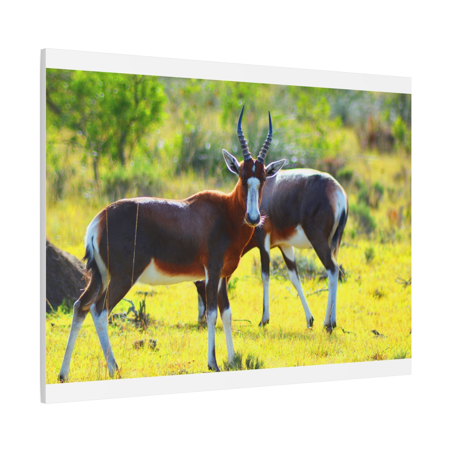 Blesbok in Africa - Canvas Print