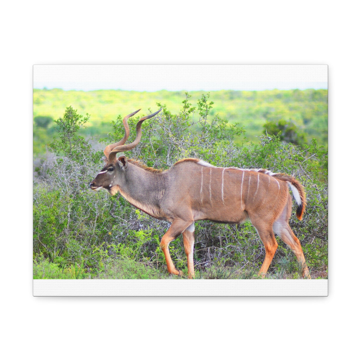 Africa Kudu Bull - Canvas Print