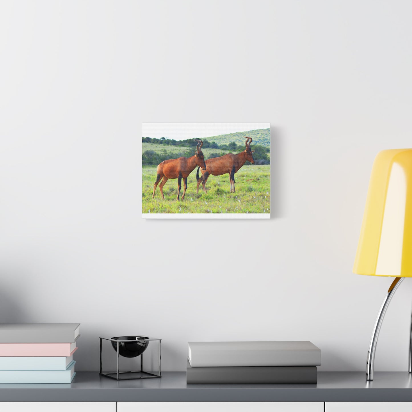 African Red Hartebeest - Canvas Print