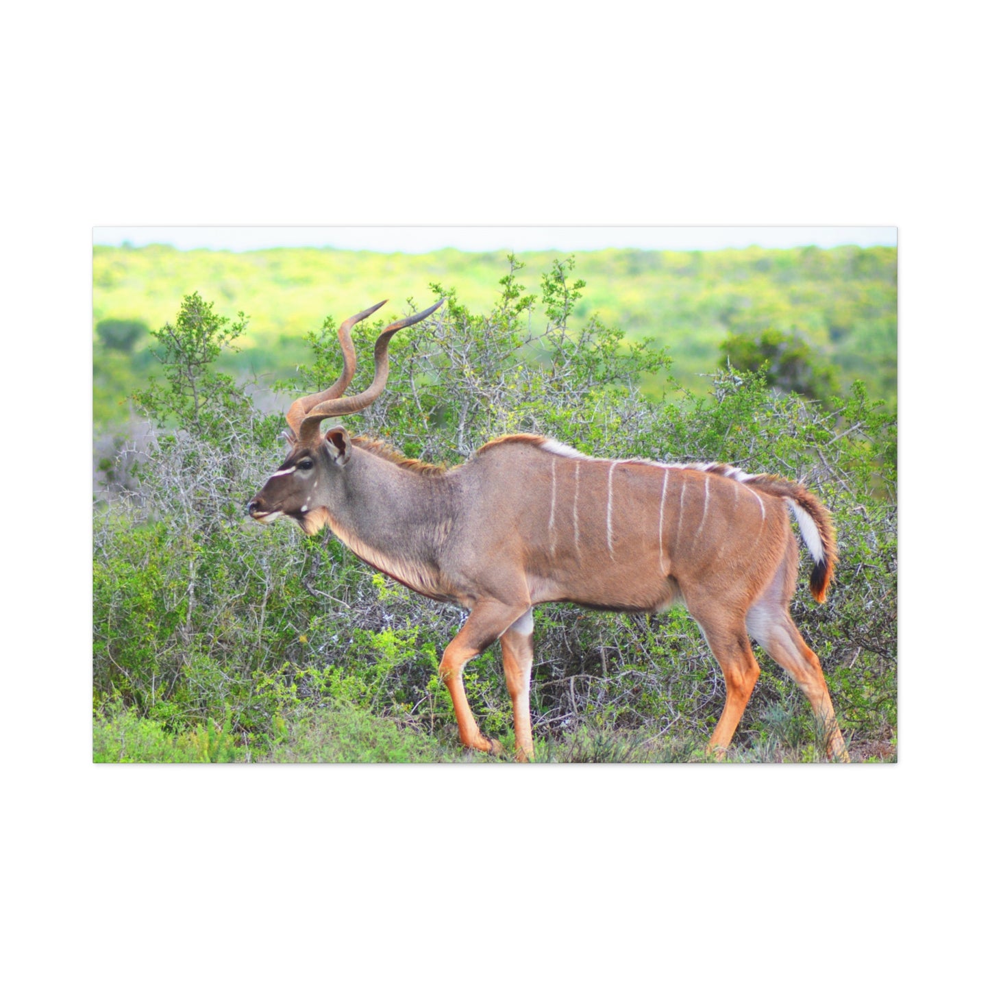 Africa Kudu Bull - Canvas Print