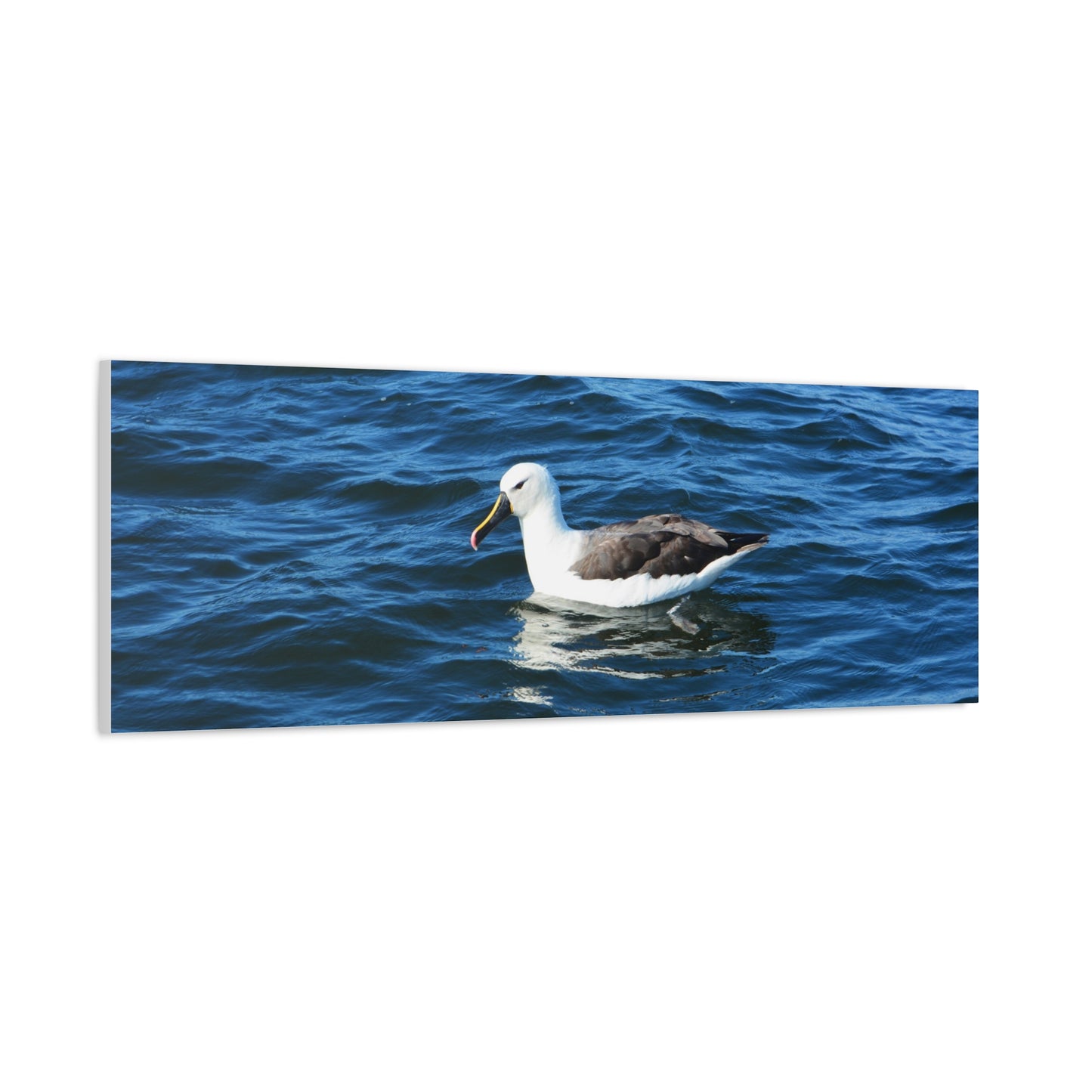 Albatross Canvas Print Sea Bird