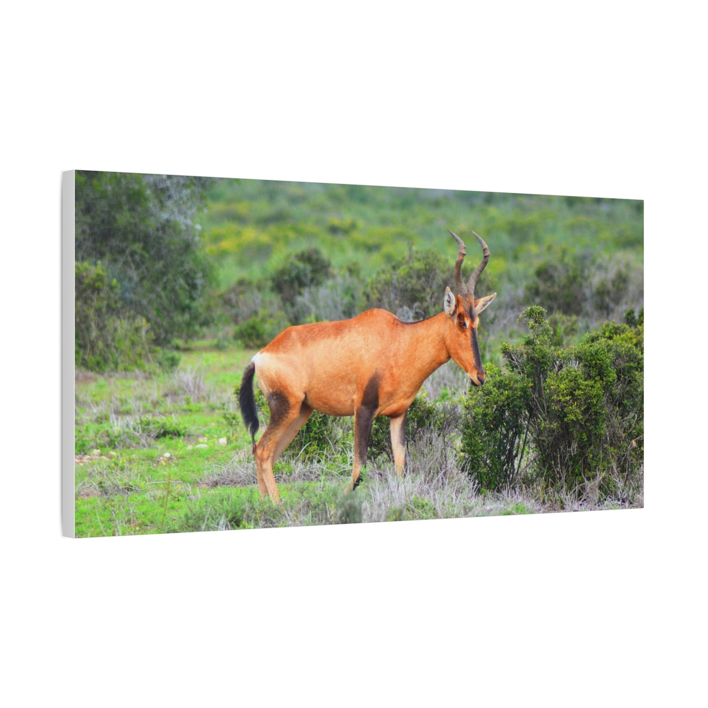 Africa Red Hartebeest - Canvas Print