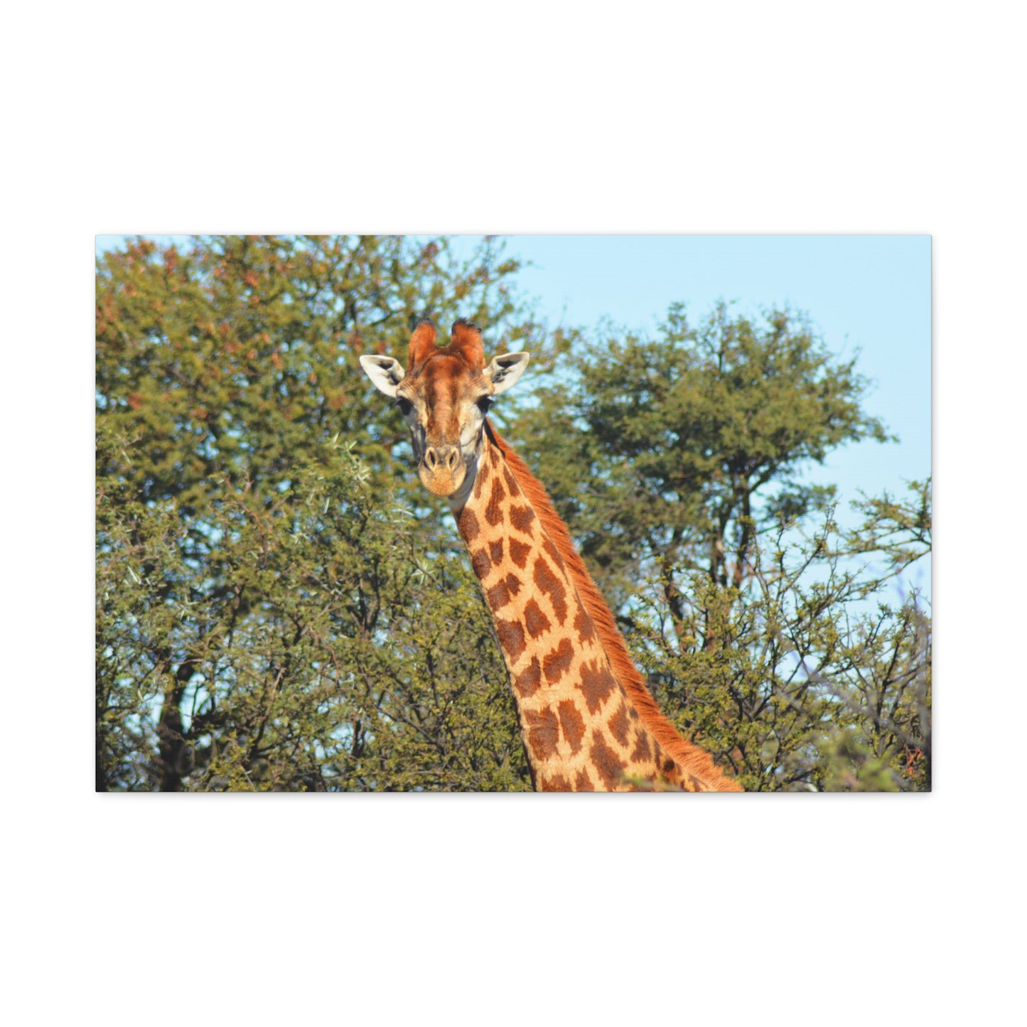 Elegant Giraffe Canvas