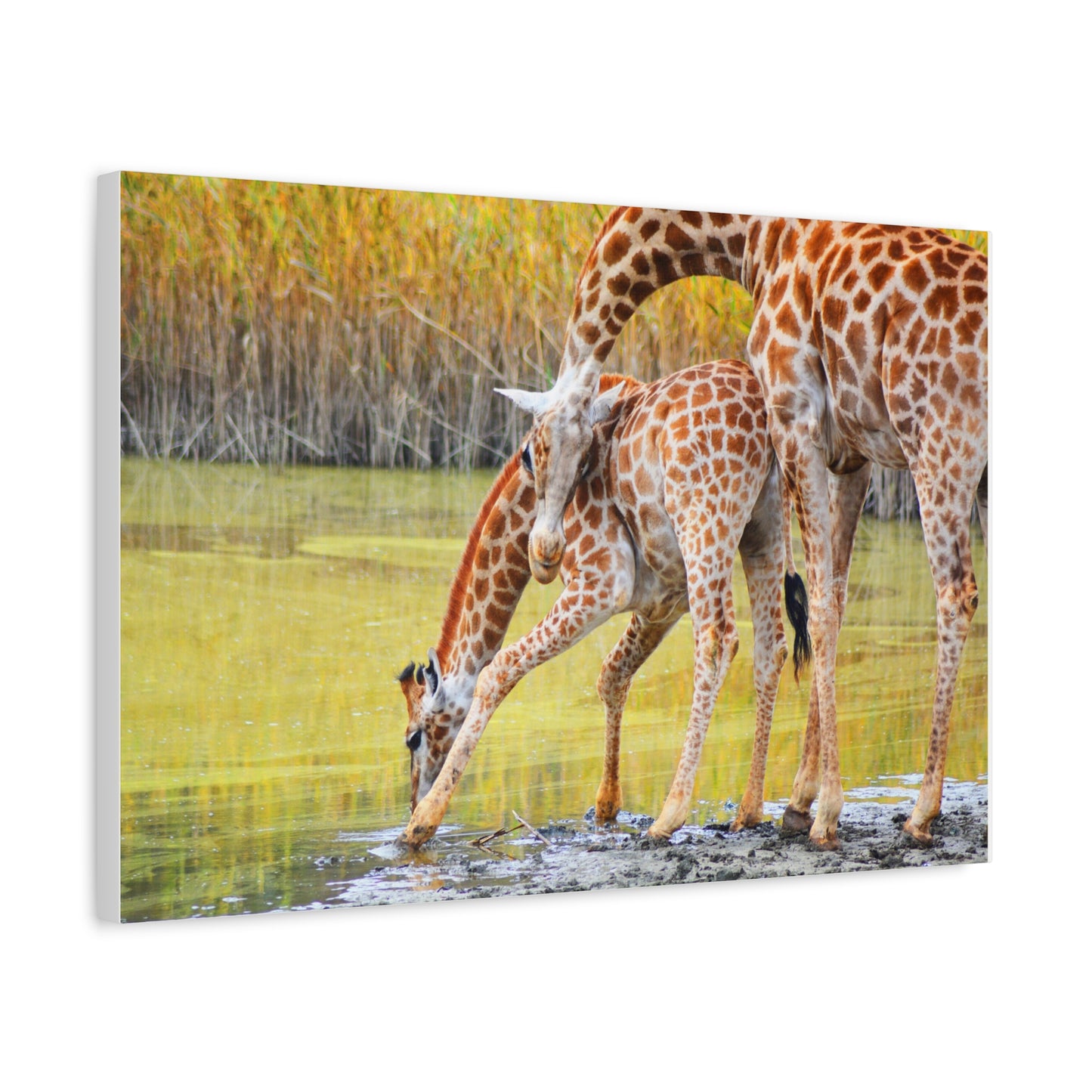 Giraffe Family Matte Canvas Wall Art, Nature Decor, Wildlife Print, Animal Lovers Gift, Nursery Decoration