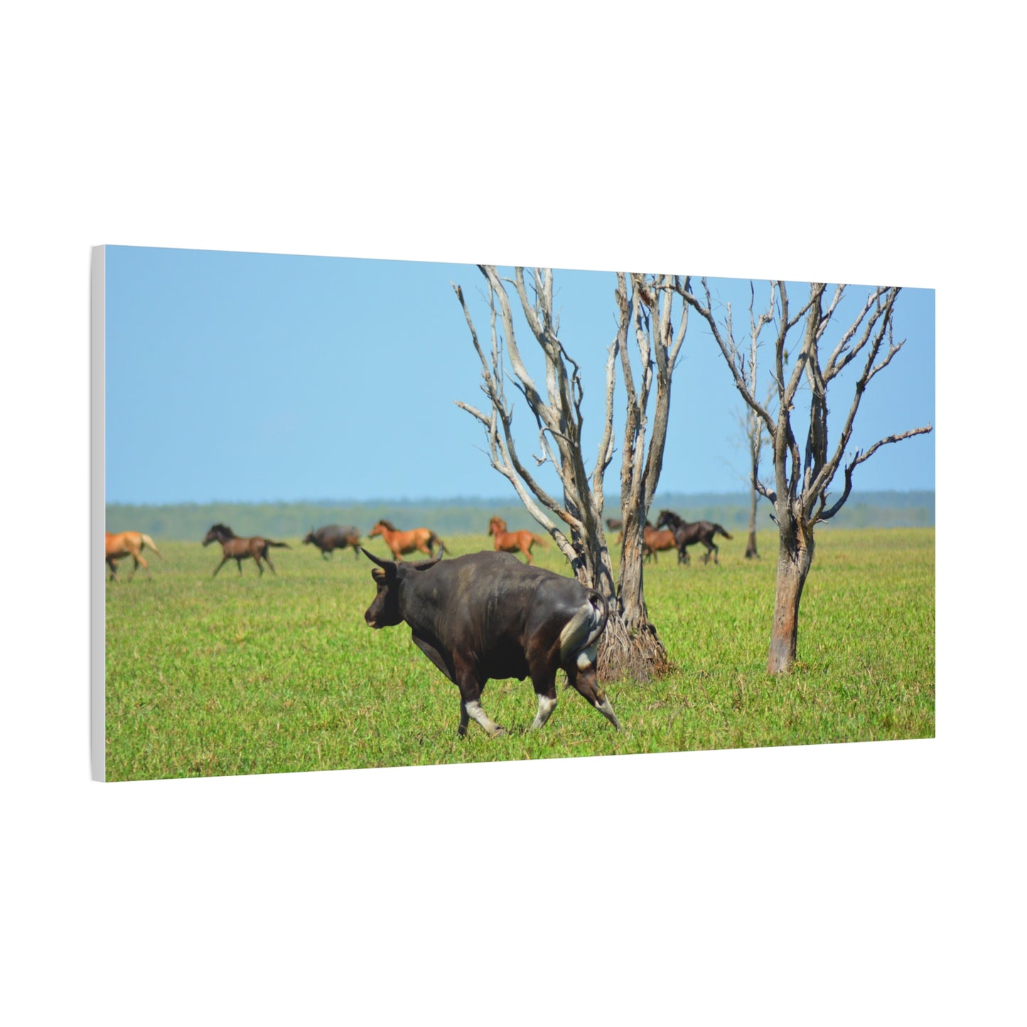 Australia Banteng - Canvas Print