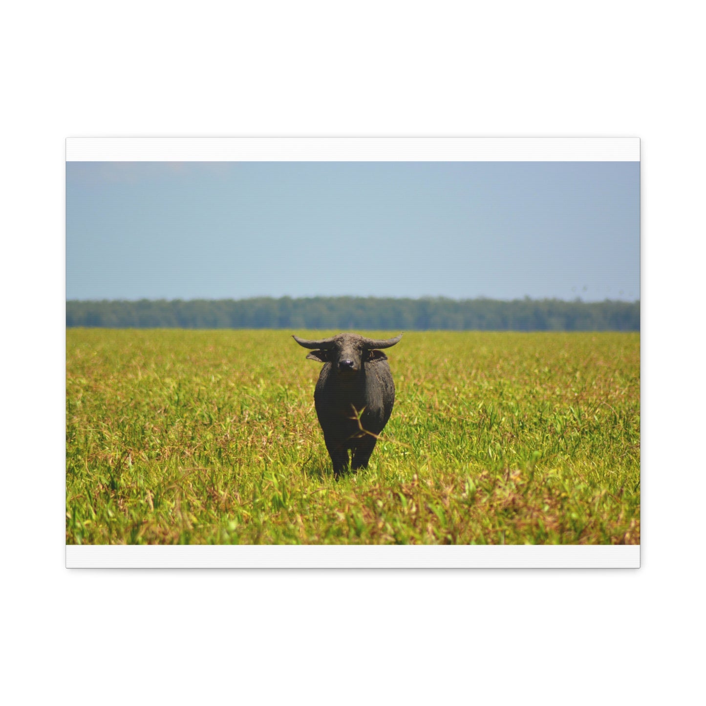 Asiatic Water Buffalo Australian Outback - Canvas Print