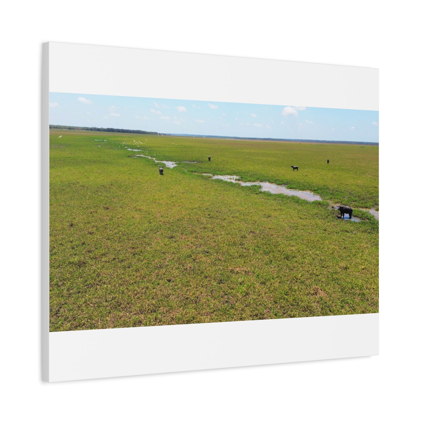Asiatic Water Buffalo Australian Outback - Canvas Print