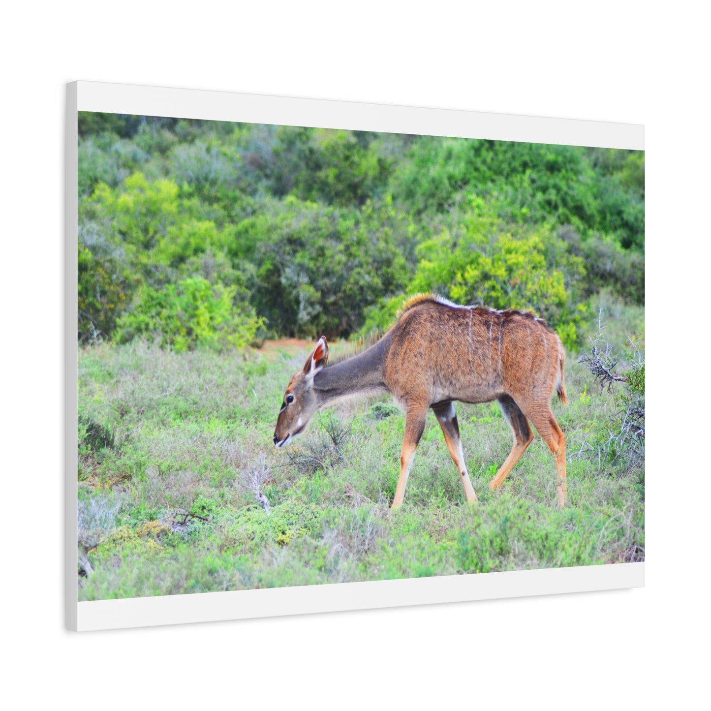 Africa Kudu Cow - Canvas Print