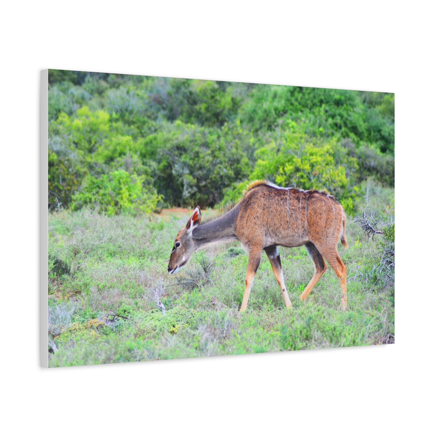Africa Kudu Cow - Canvas Print
