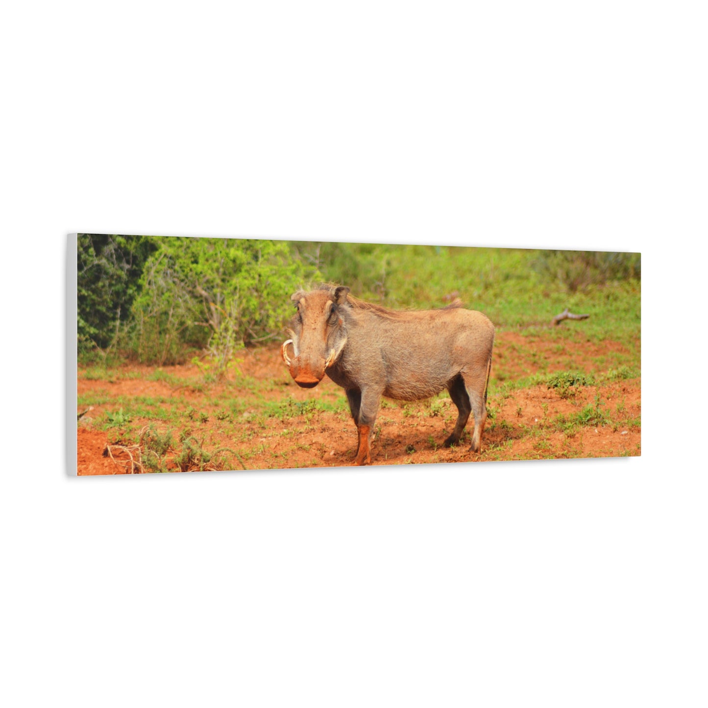 Dirty Warthog - Canvas Print