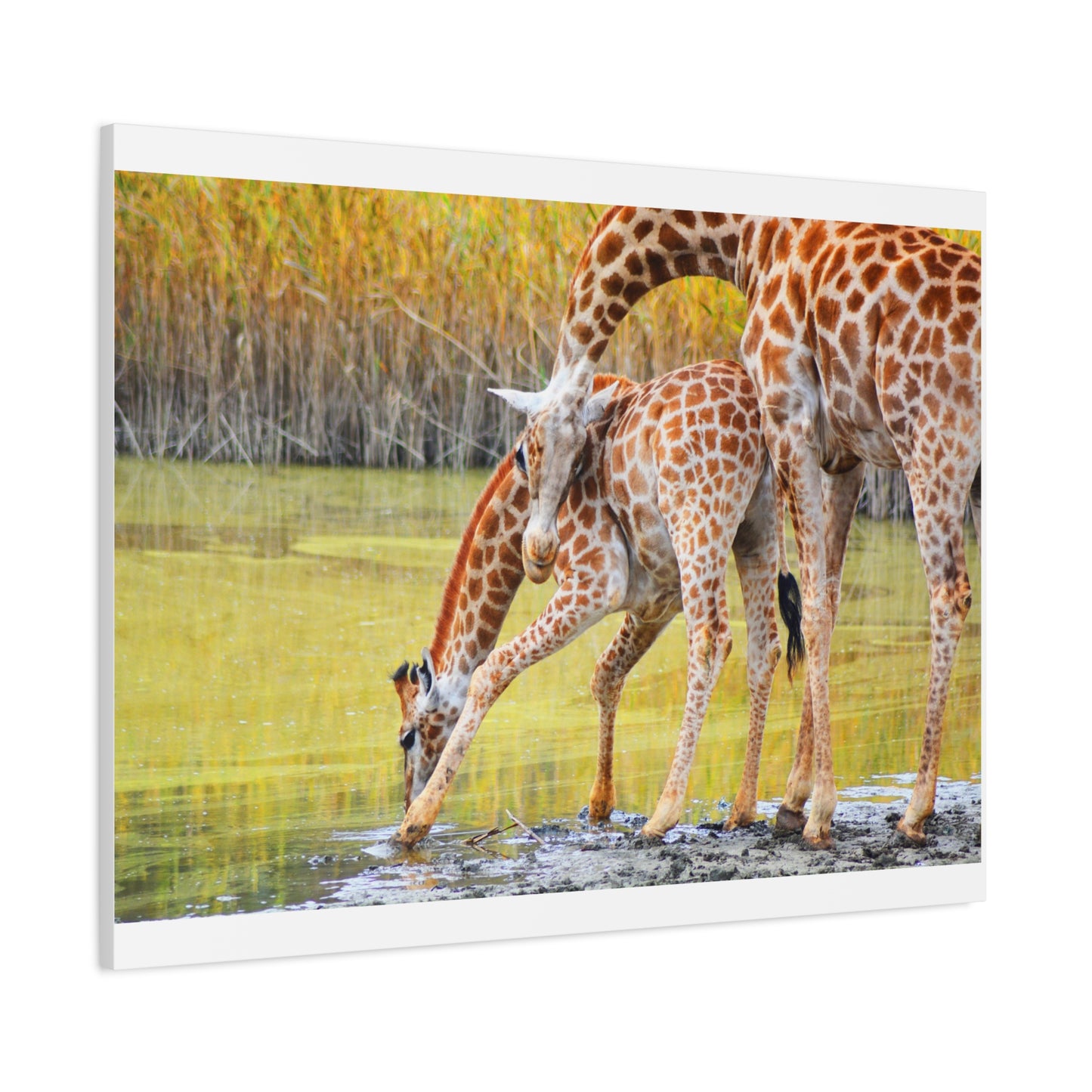 Giraffe Family Matte Canvas Wall Art, Nature Decor, Wildlife Print, Animal Lovers Gift, Nursery Decoration