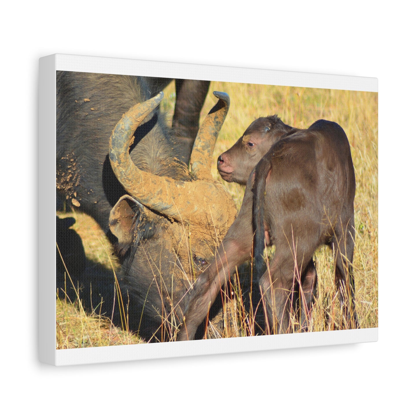Cape Buffalo Tends to Calf