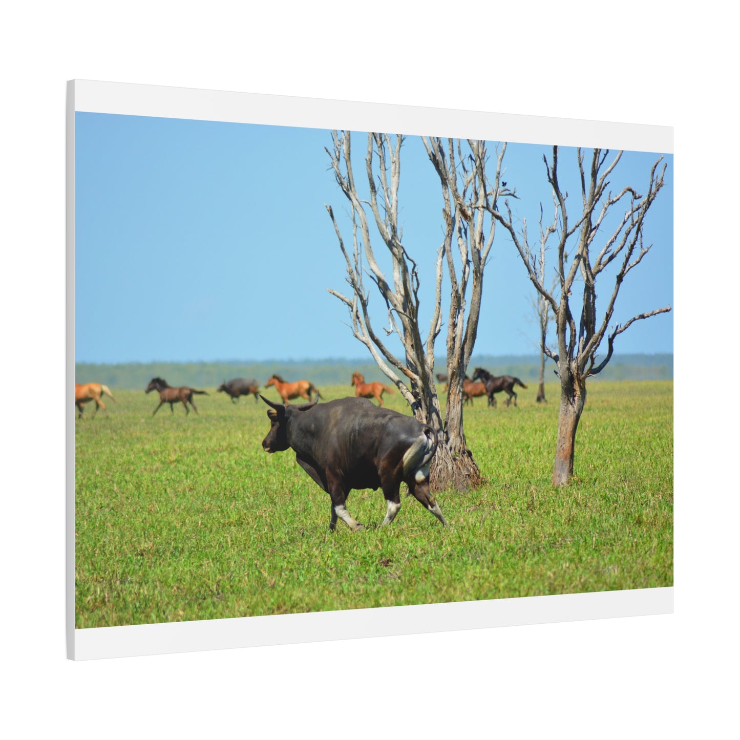 Australia Banteng - Canvas Print