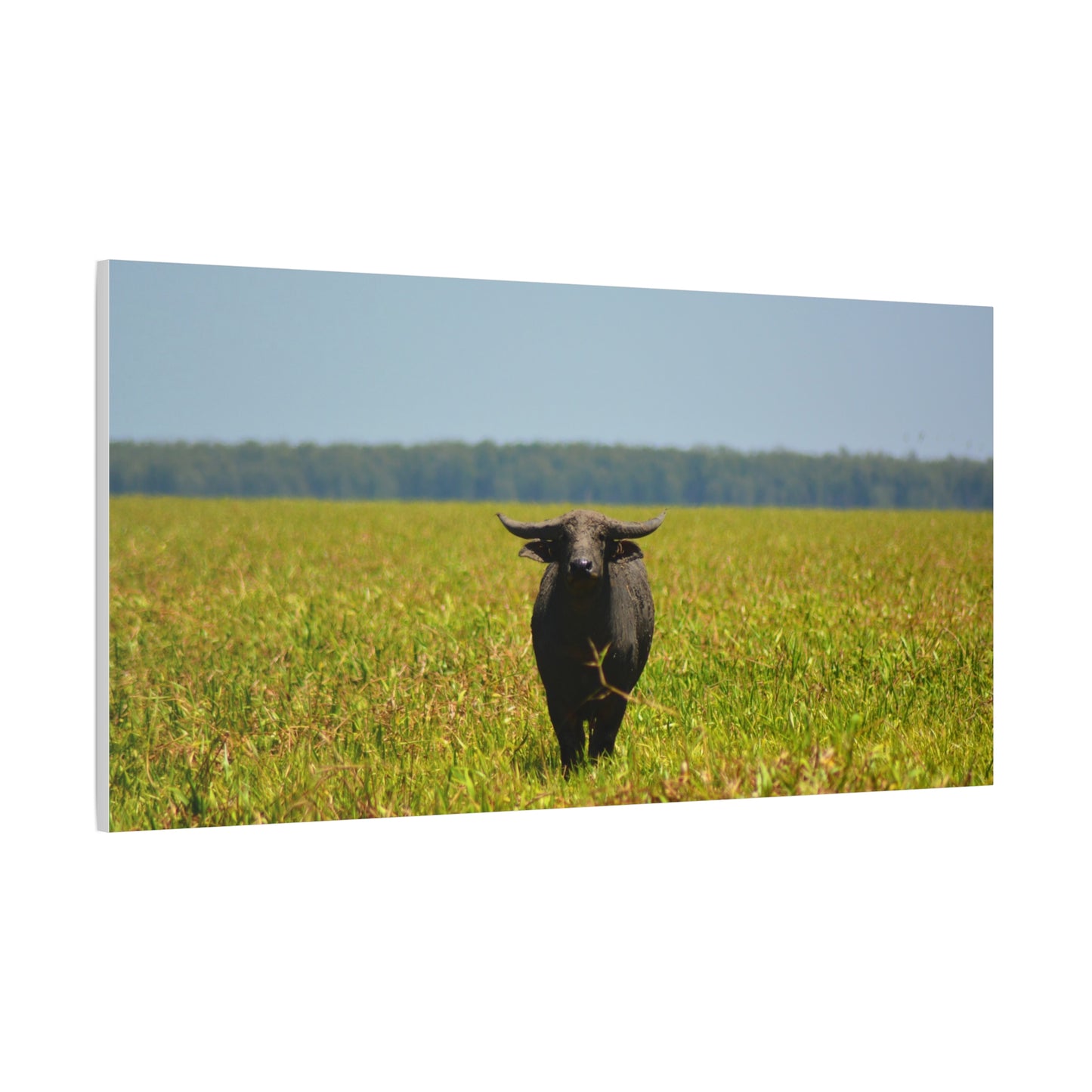 Asiatic Water Buffalo Australian Outback - Canvas Print