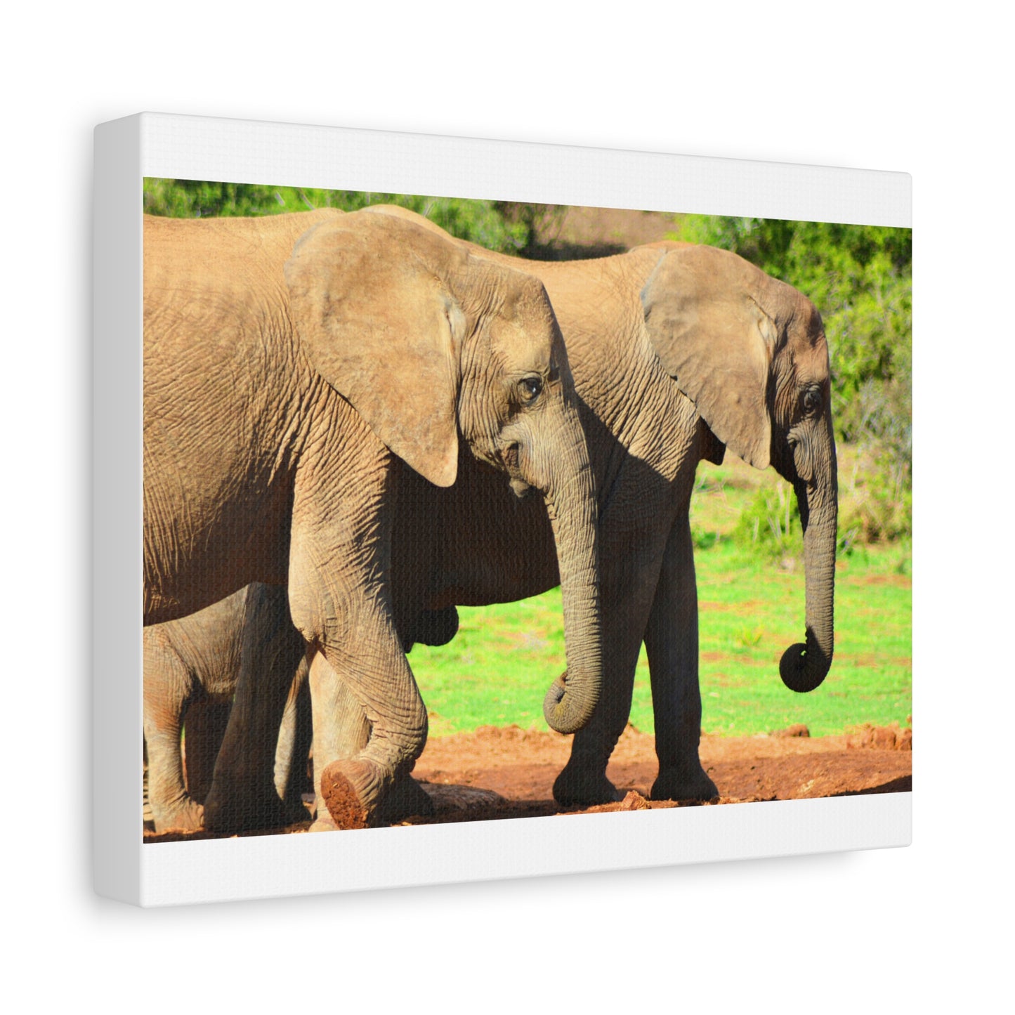 African Elephants - Canvas Print