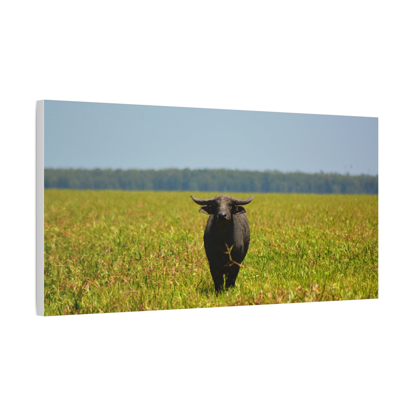 Asiatic Water Buffalo Australian Outback - Canvas Print